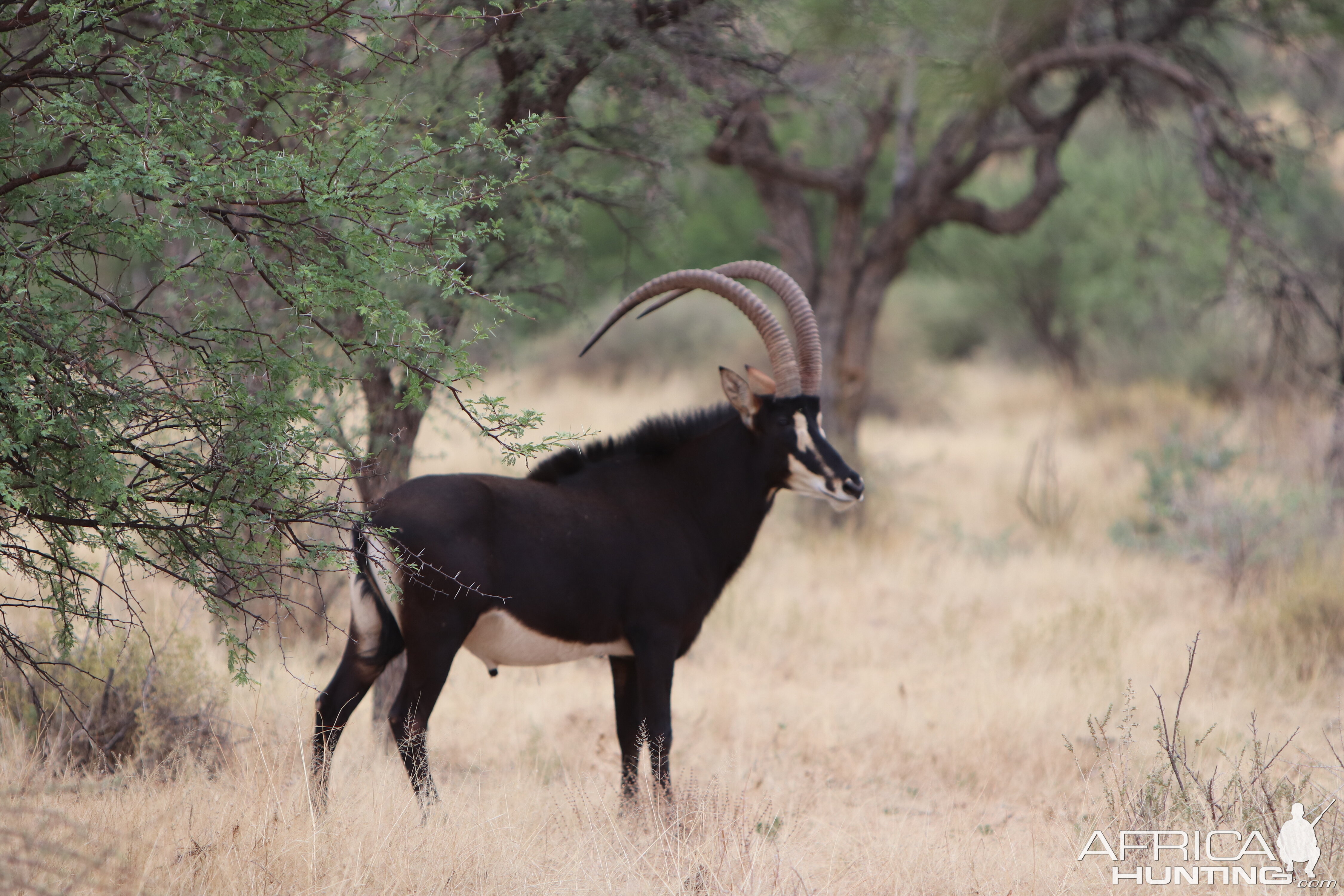 Sable Antelope Namibia