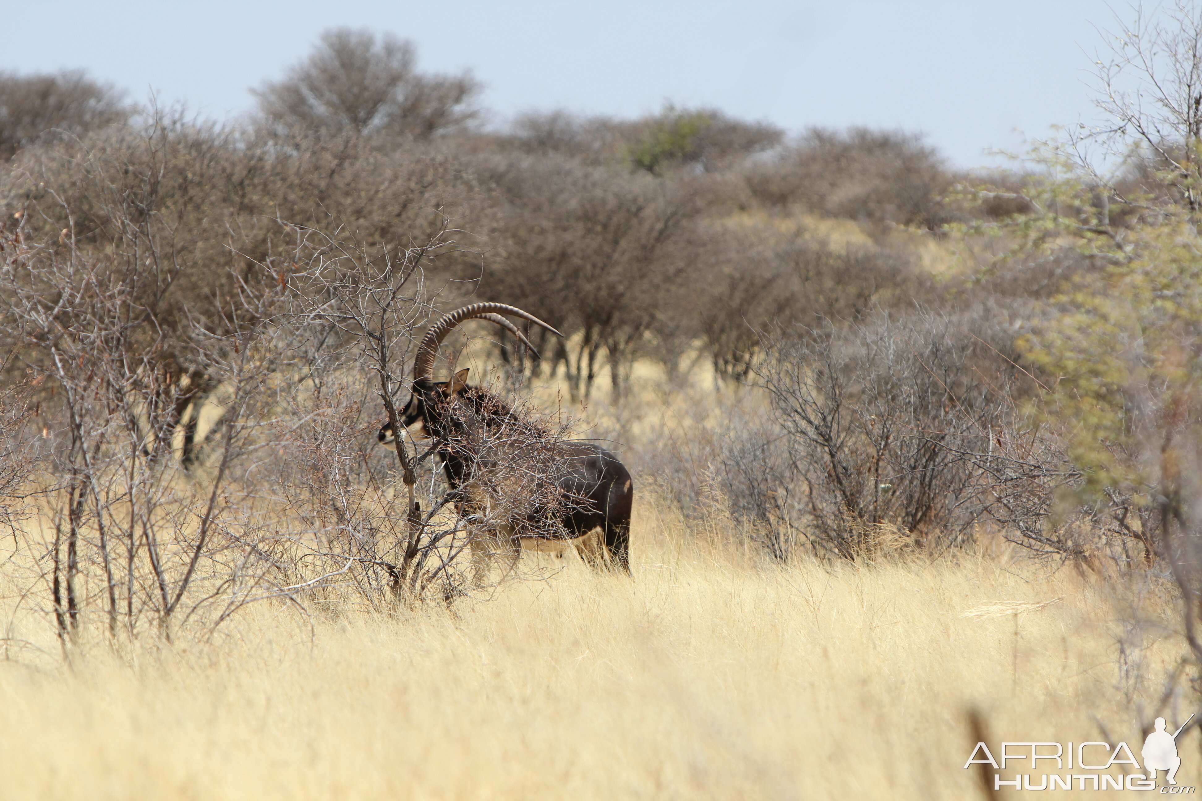 Sable Antelope Namibia