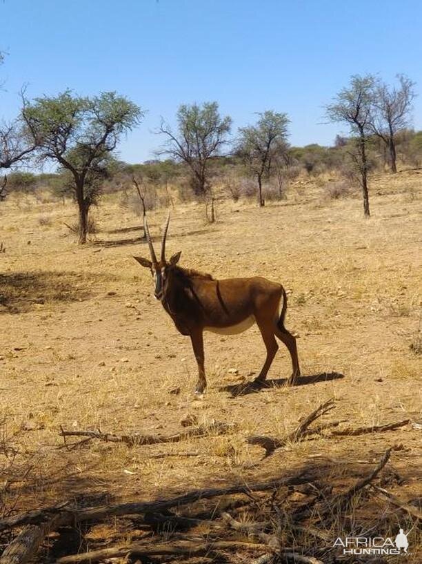 Sable Antelope Namibia