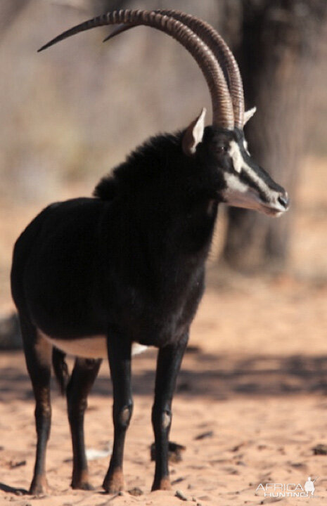 Sable Antelope on the Waterberg Plateau in Namibia