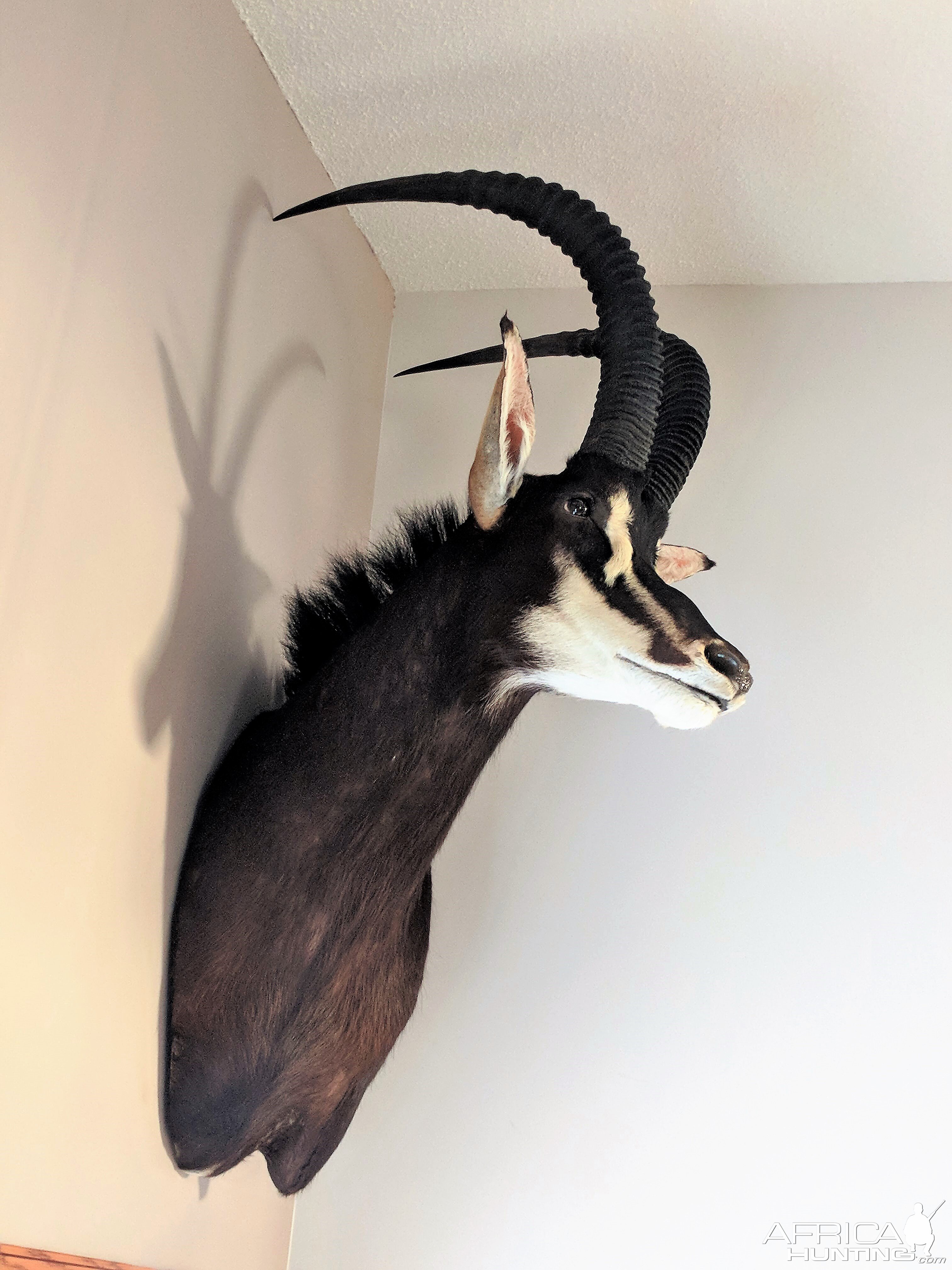 Sable Antelope Shoulder Mount Taxidermy