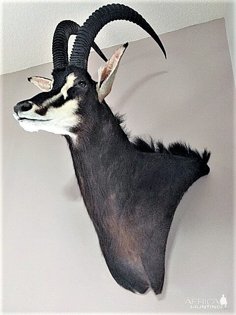 Sable Antelope Shoulder Mount Taxidermy