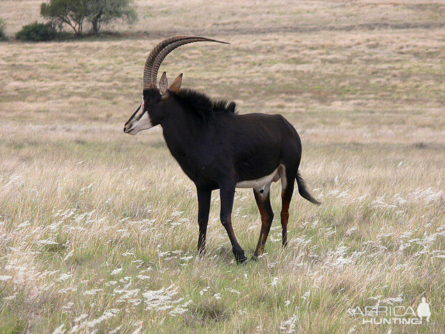 Sable Antelope South Africa