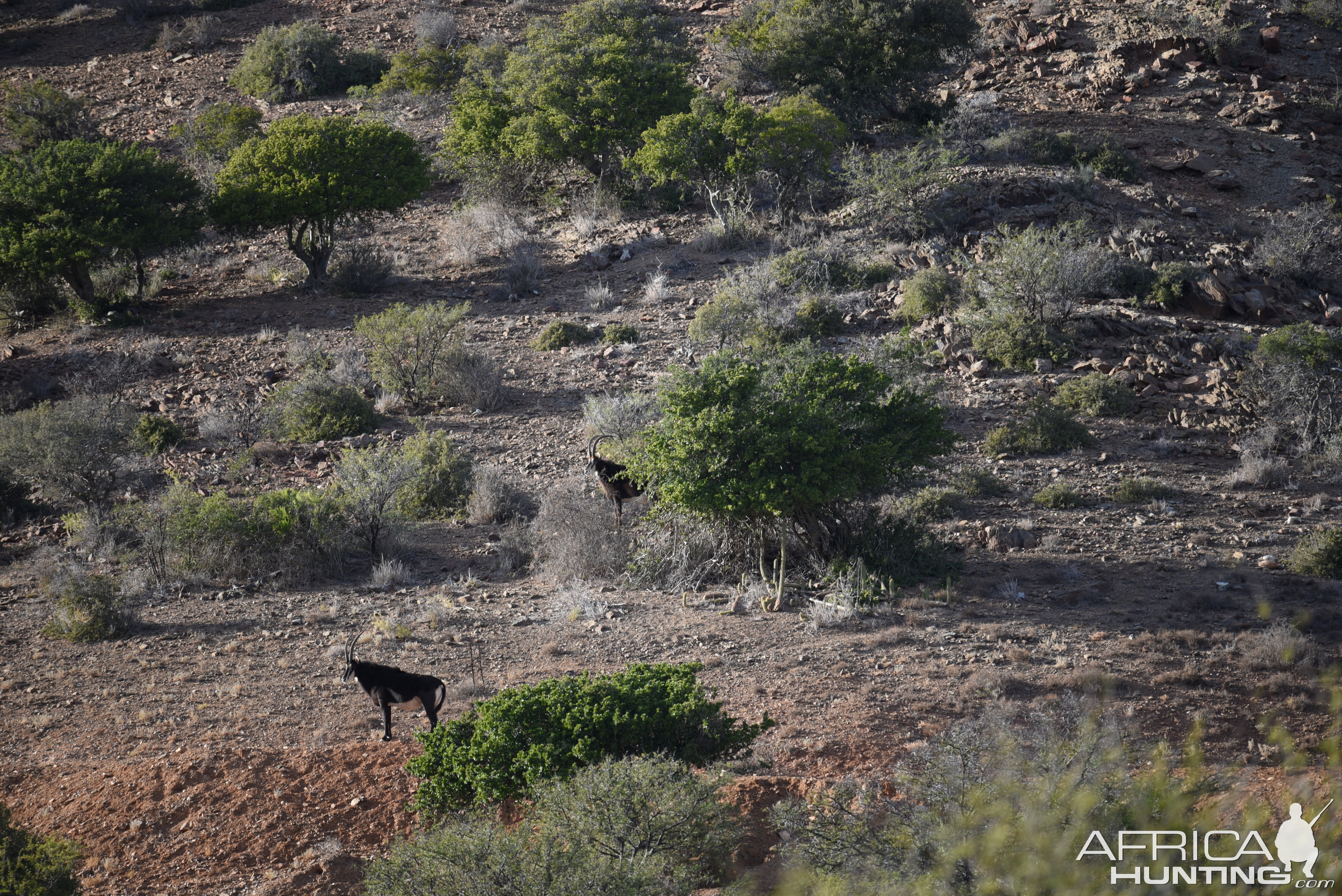 Sable Antelope South Africa