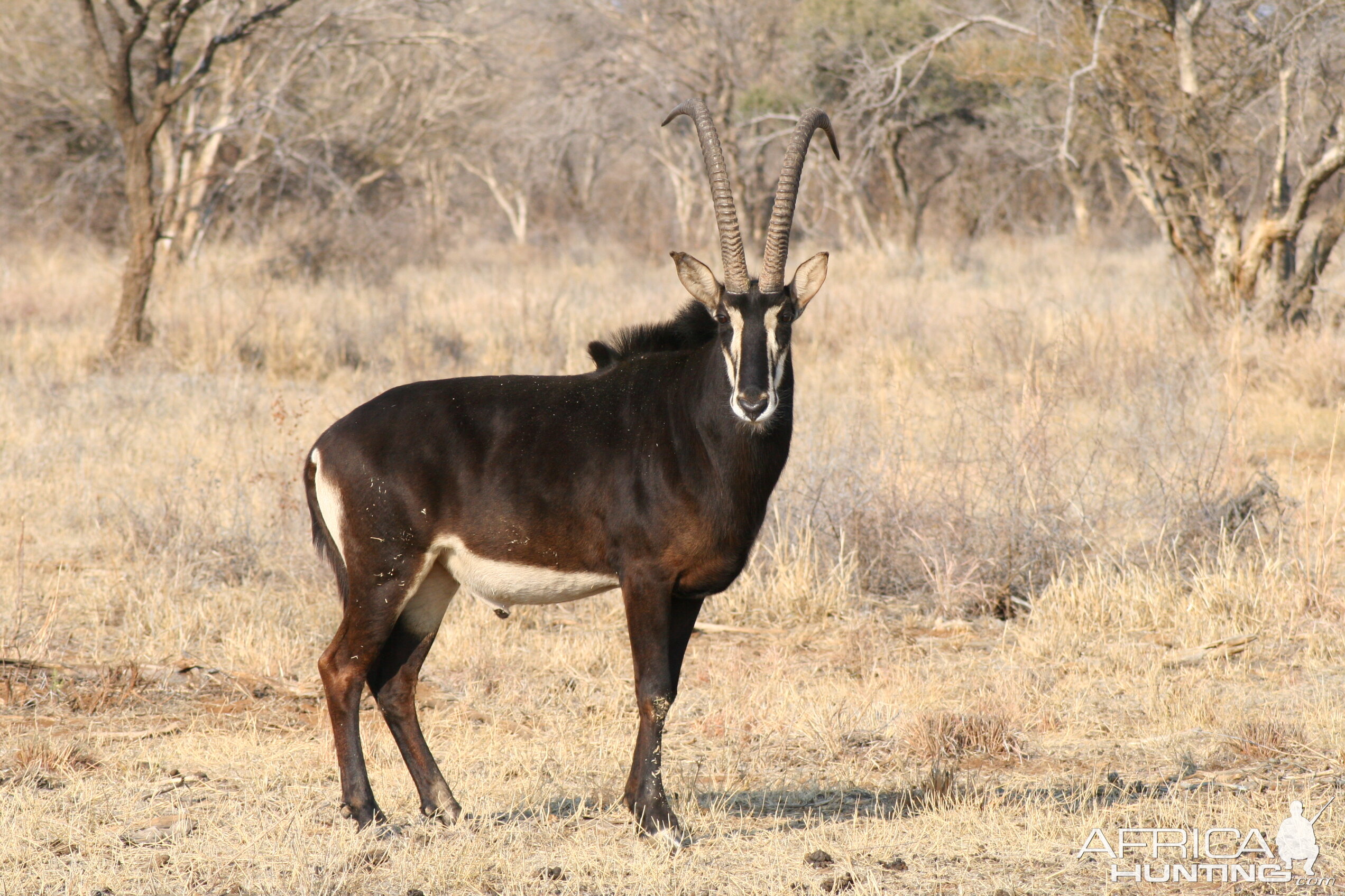 Sable Antelope South Africa