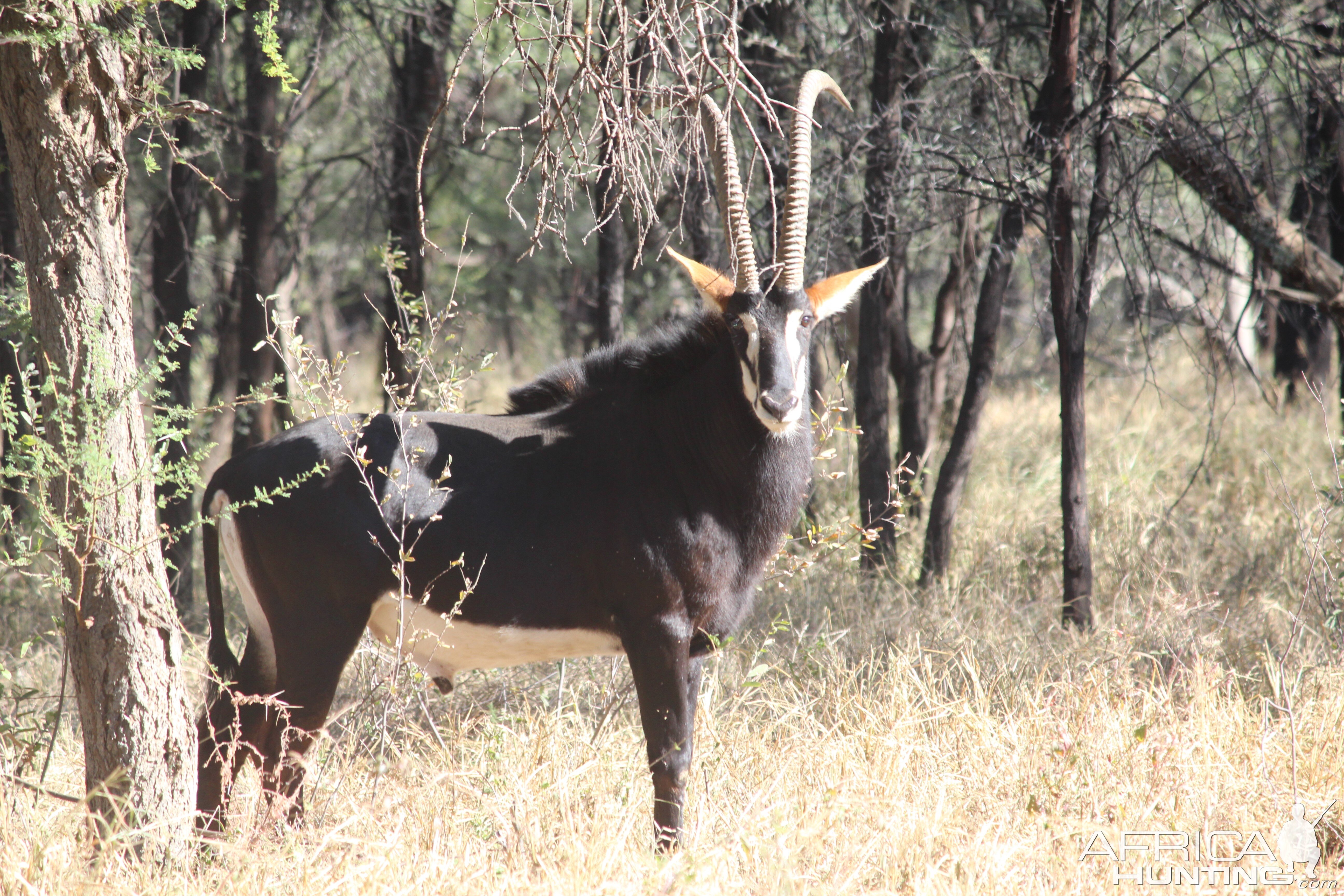 Sable Antelope South Africa