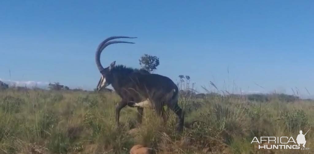 Sable Antelope South Africa