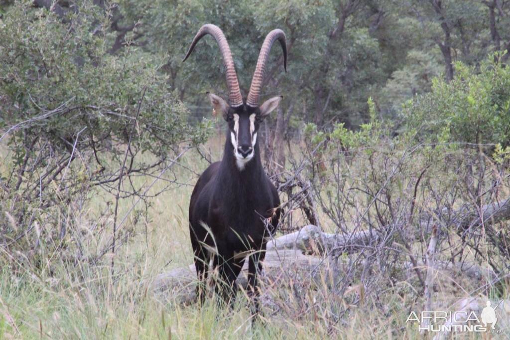 Sable Antelope South Africa