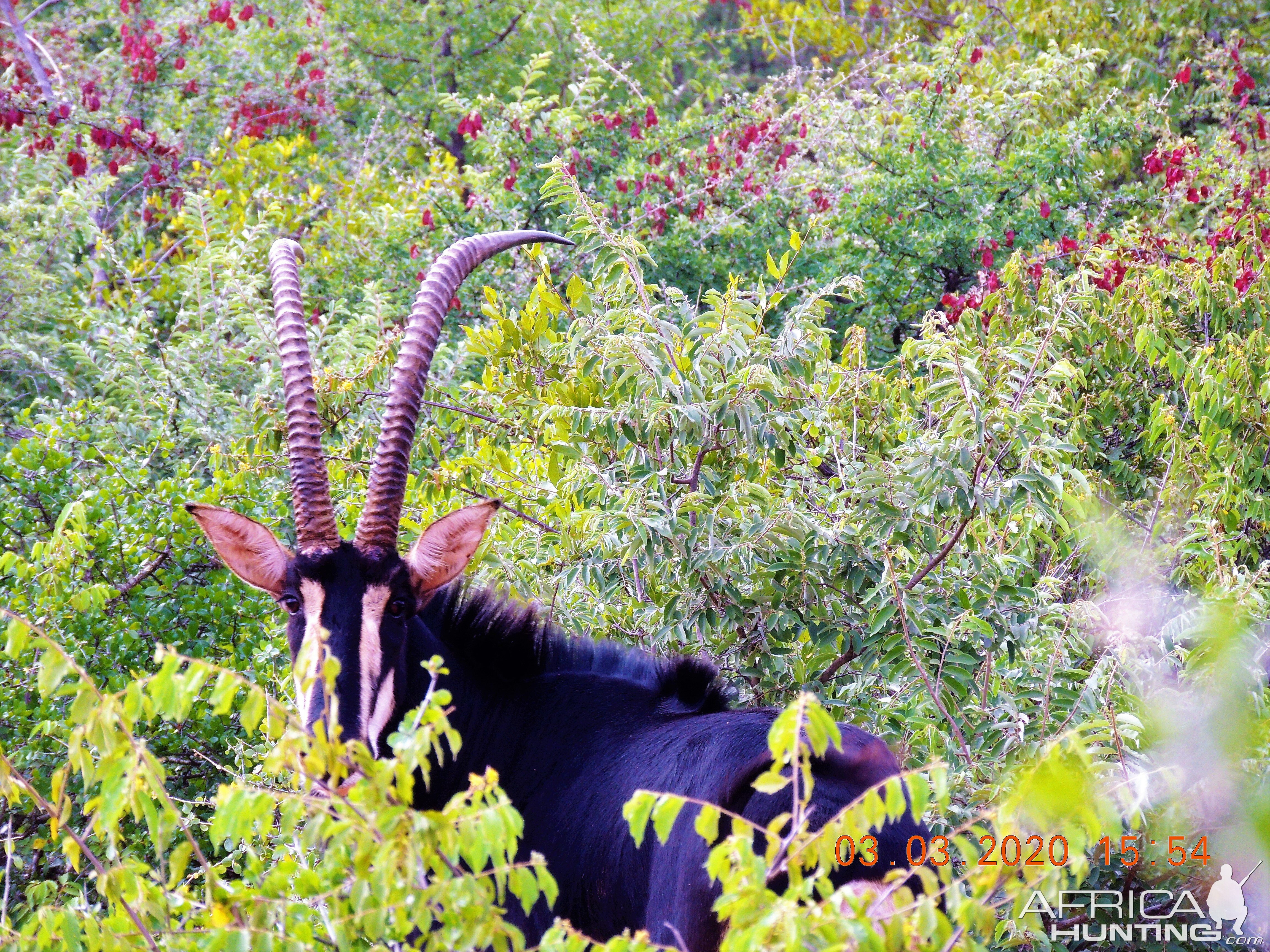 Sable Antelope South Africa