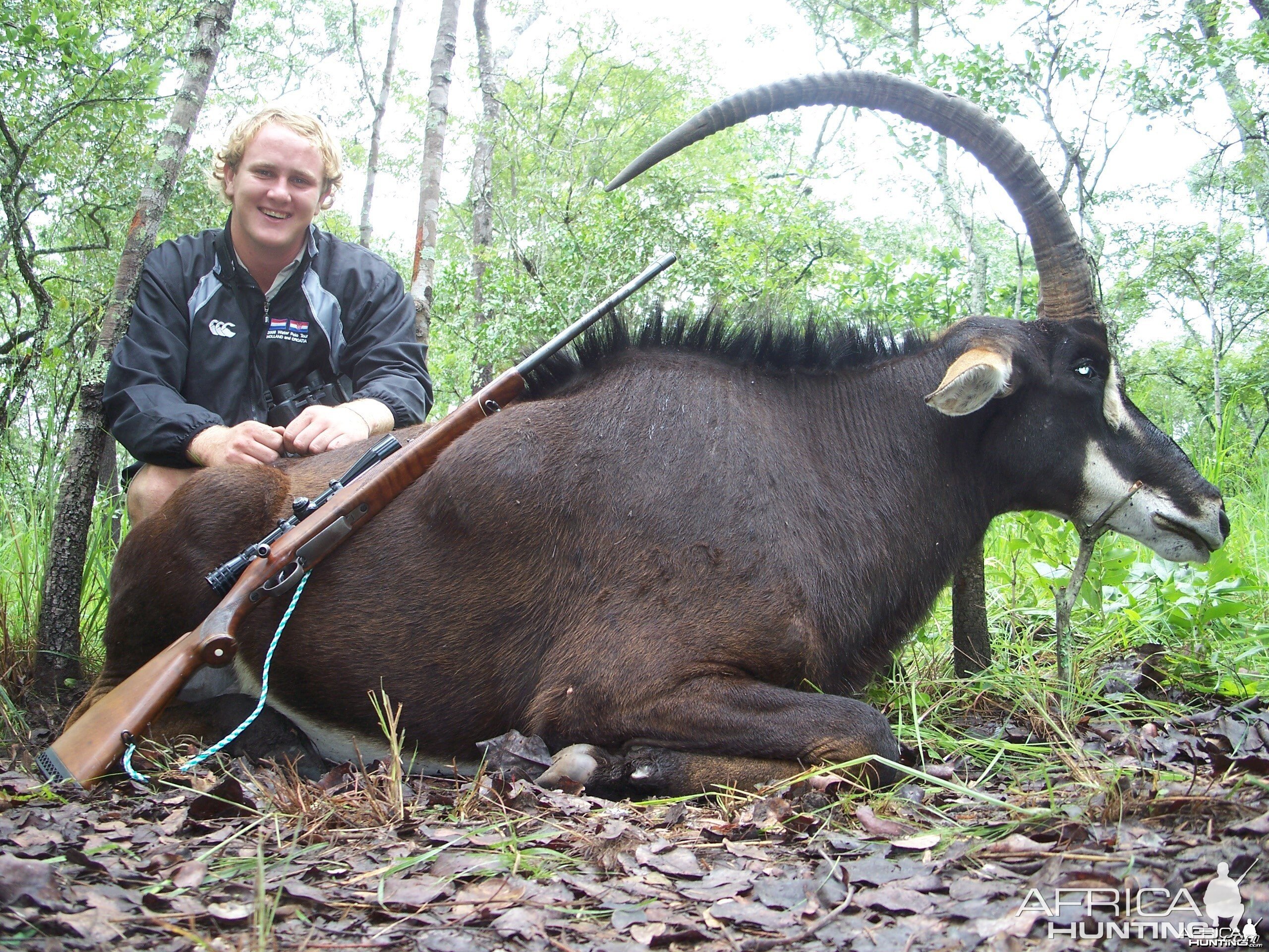 Sable Antelope