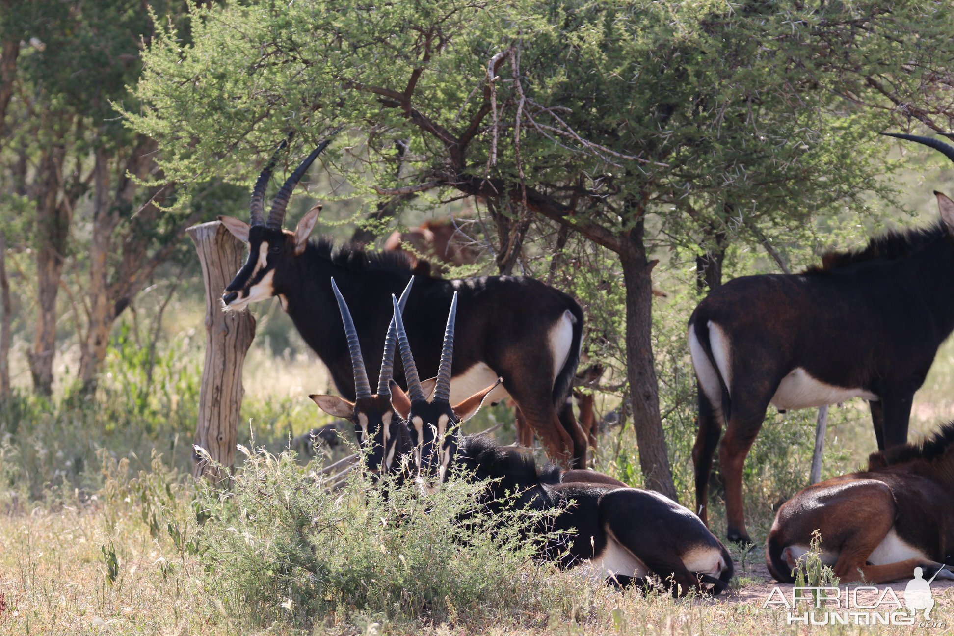 Sable Antelopes South Africa
