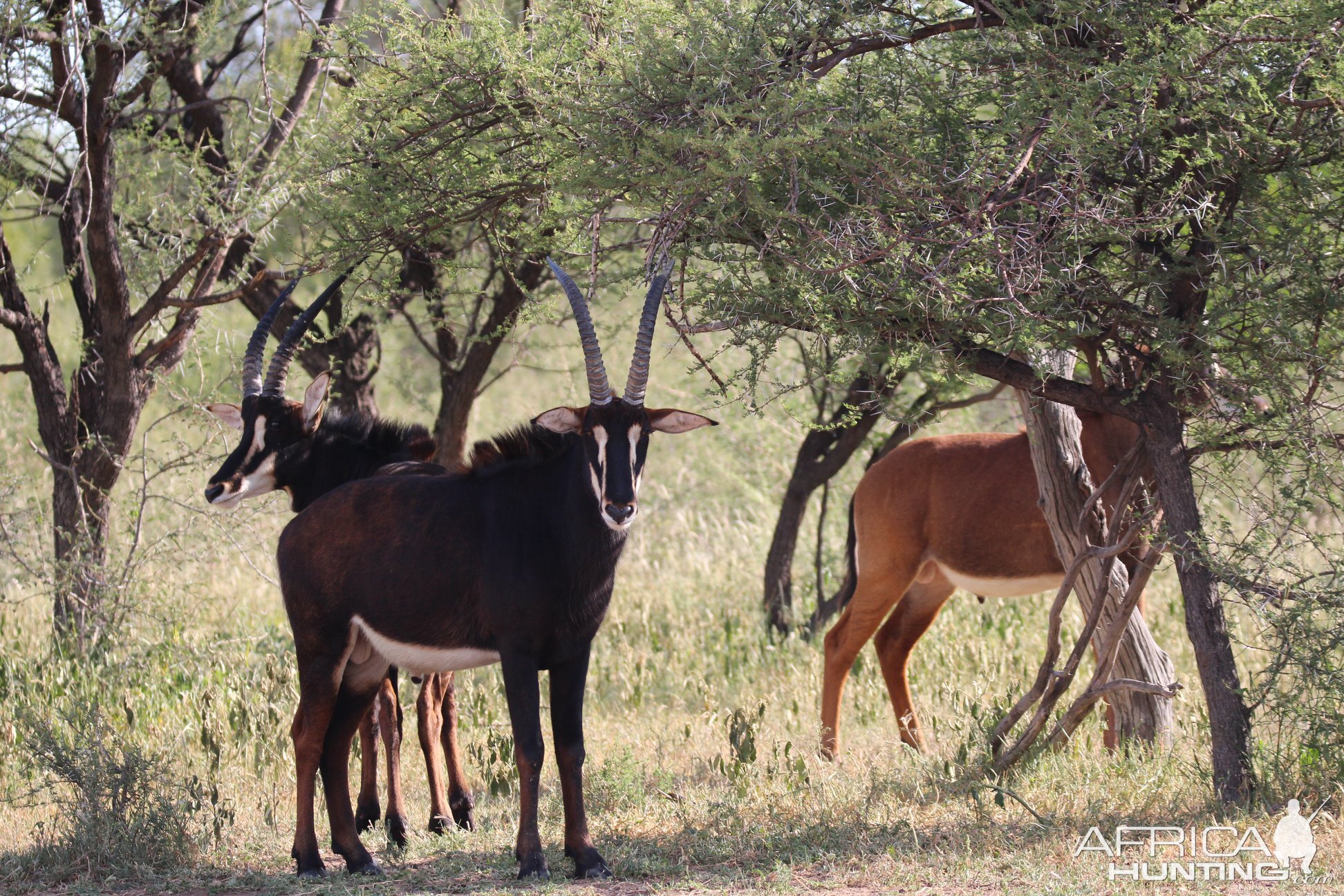 Sable Antelopes South Africa