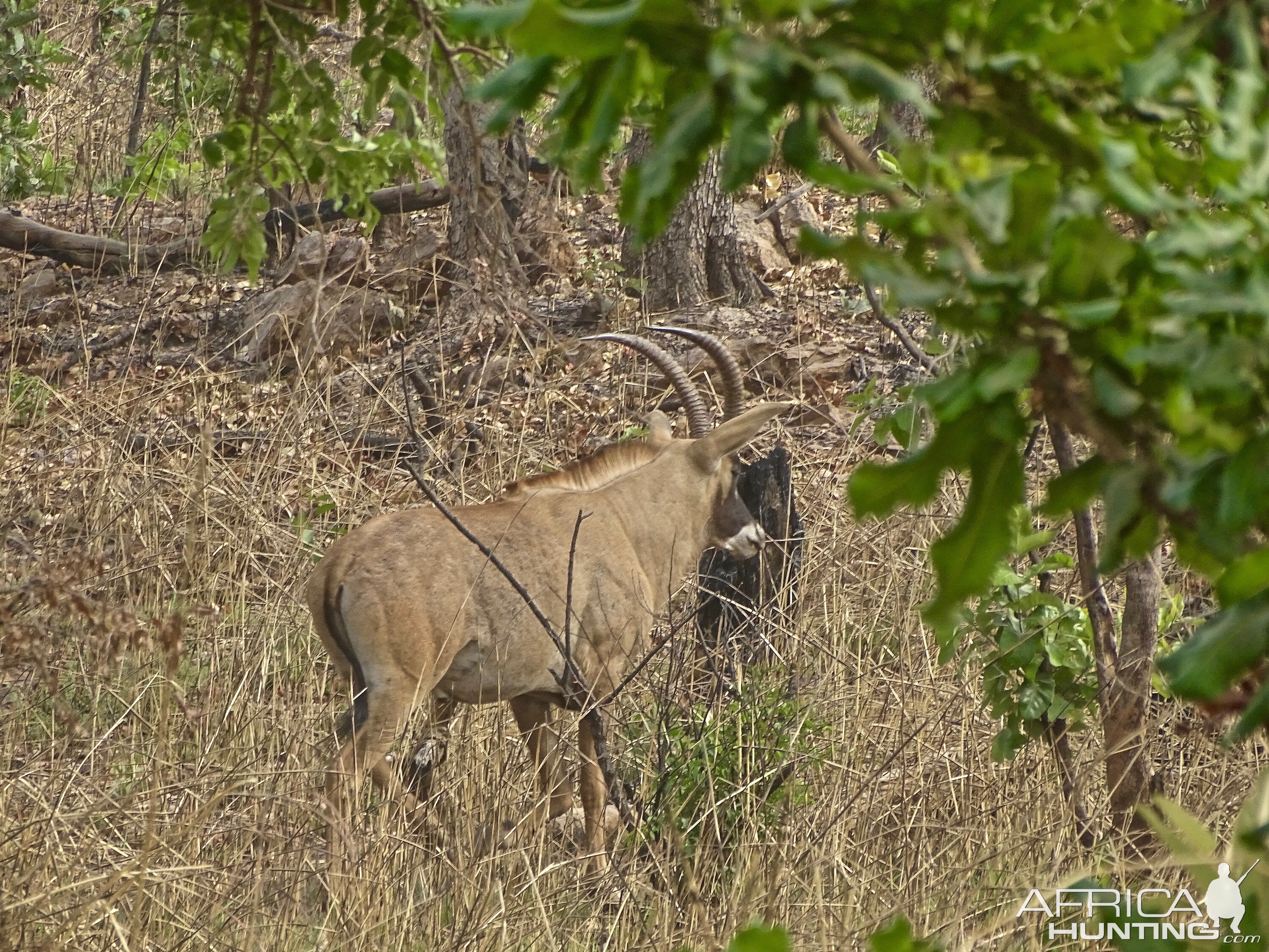 Sable Benin