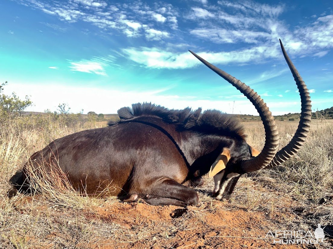 Sable Bow Hunt Free State Province South Africa