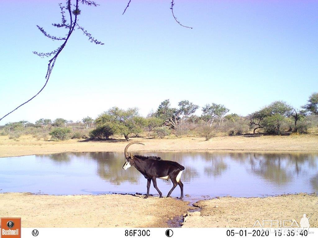 sable bull