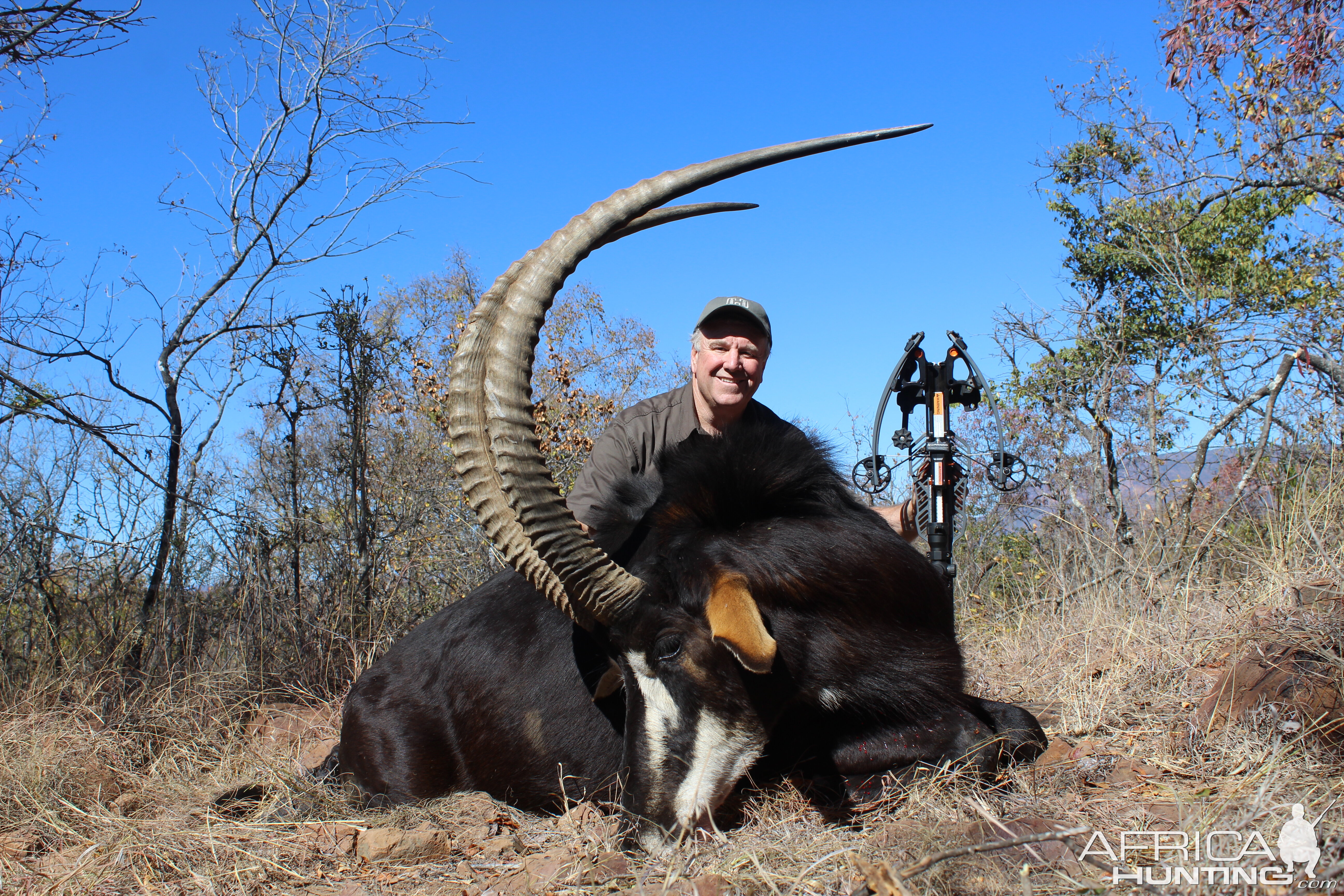 Sable Crossbow Hunt Waterberg Mountains Limpopo Province Of South Africa