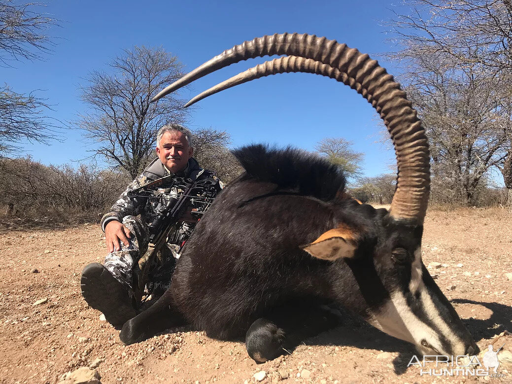 Sable Crossbow Hunting South Africa