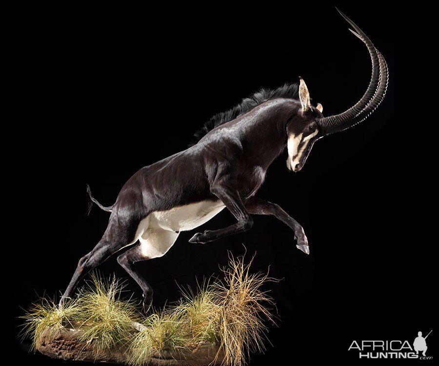 Sable Full Mount Taxidermy