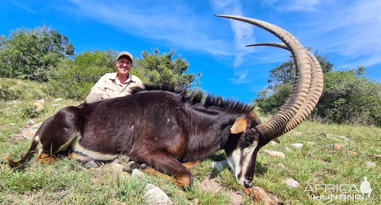 Sable Hunt Eastern Cape South Africa