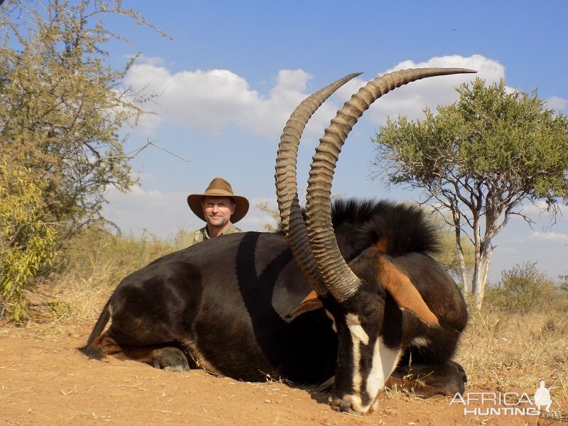 Sable Hunt Limpopo Province South Africa