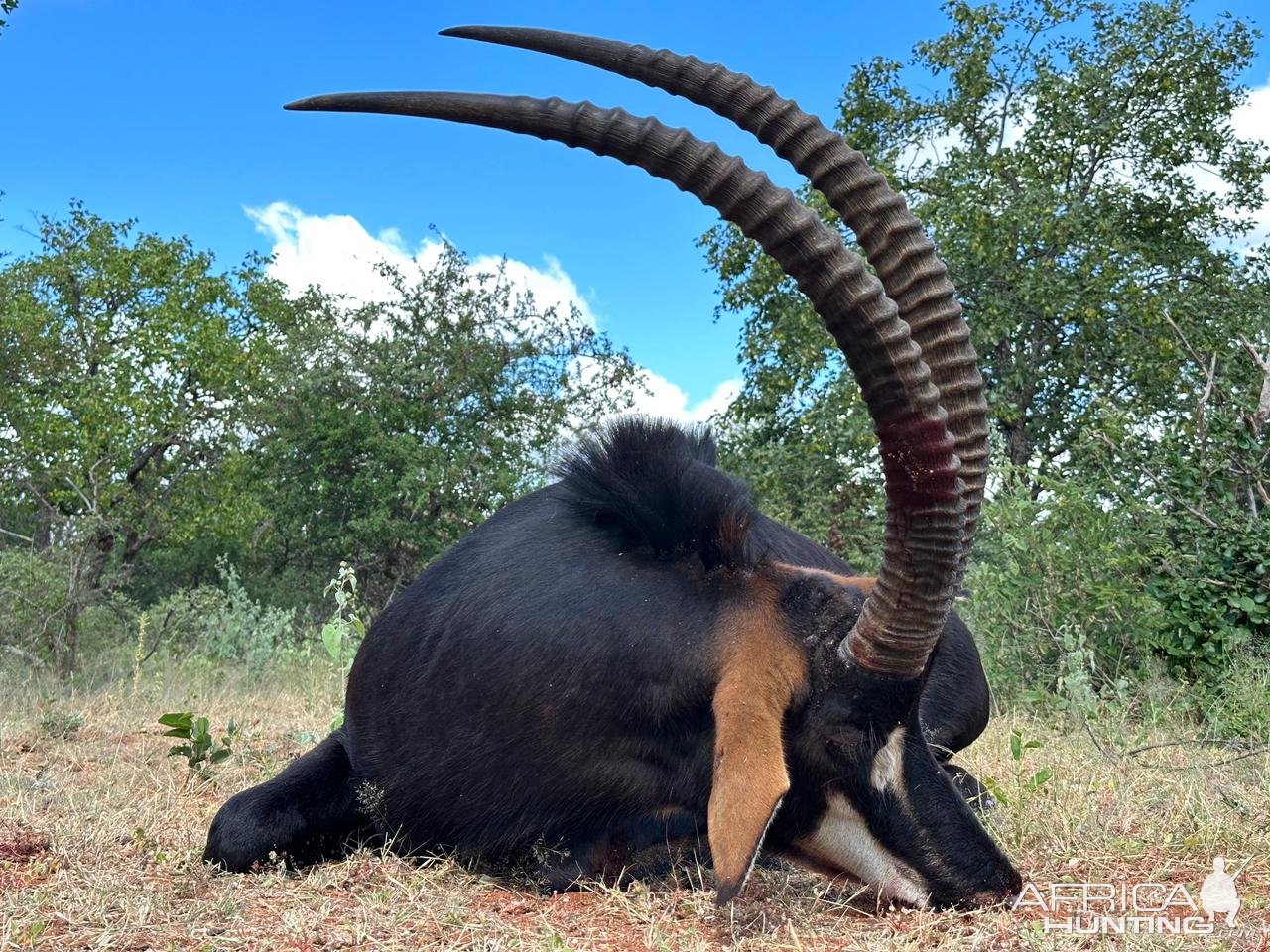 Sable Hunt South Africa