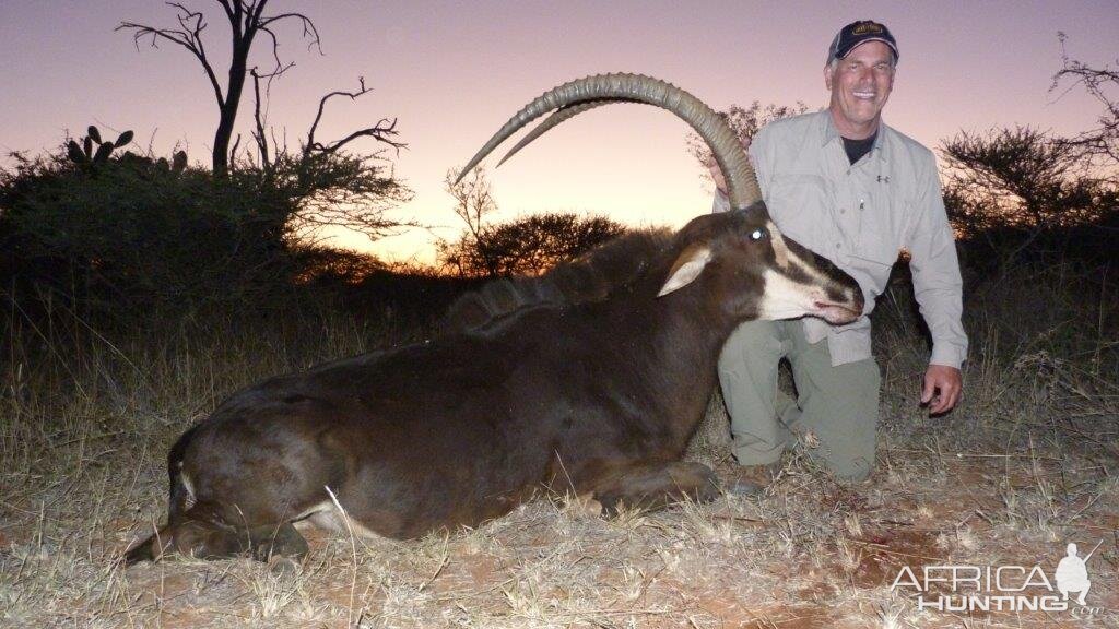 Sable Hunt Waterberg Mountains Limpopo Province Of South Africa