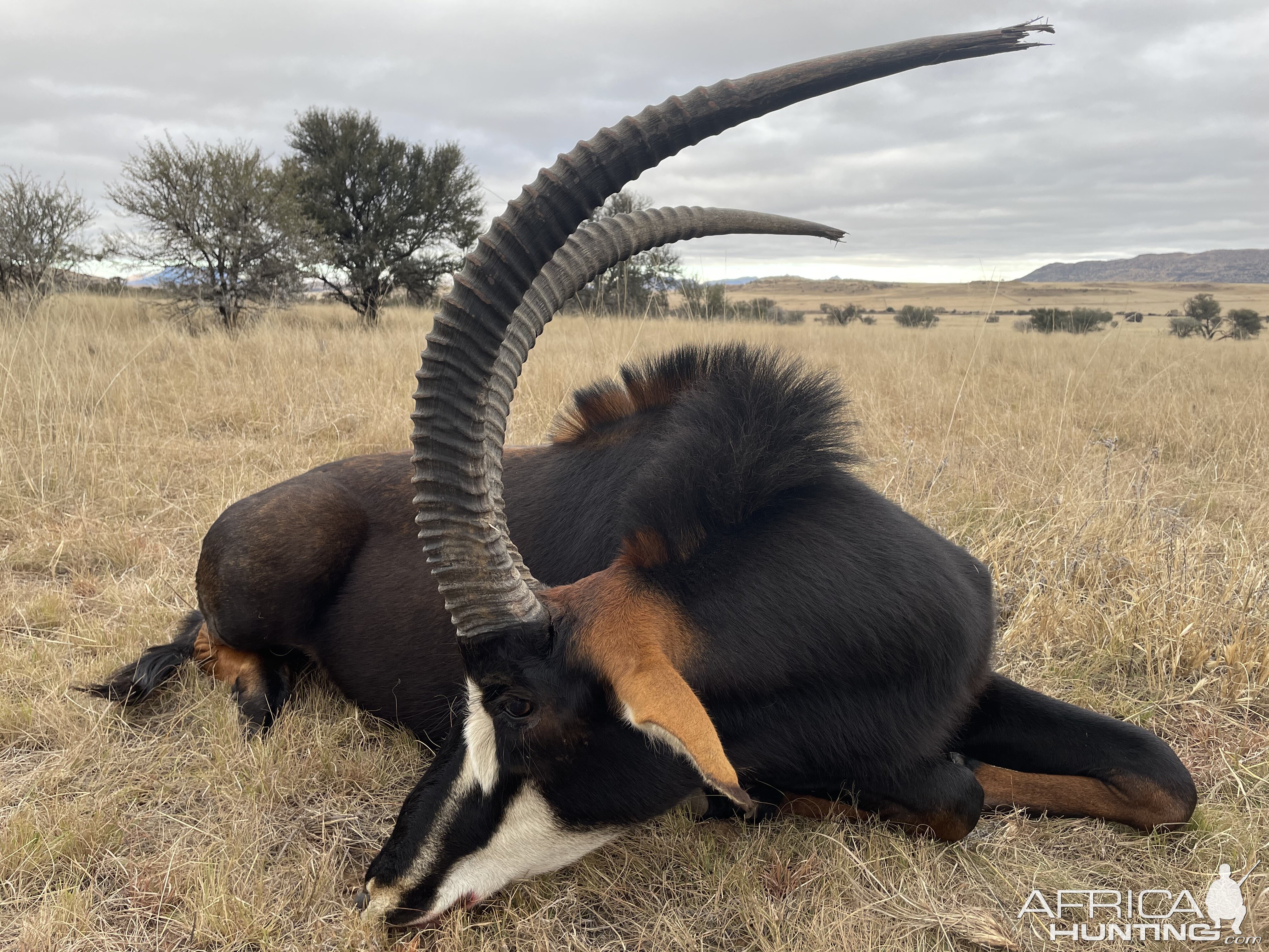 Sable Hunting Eastern Cape South Africa