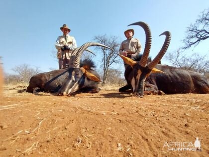 Sable Hunting Limpopo South Africa