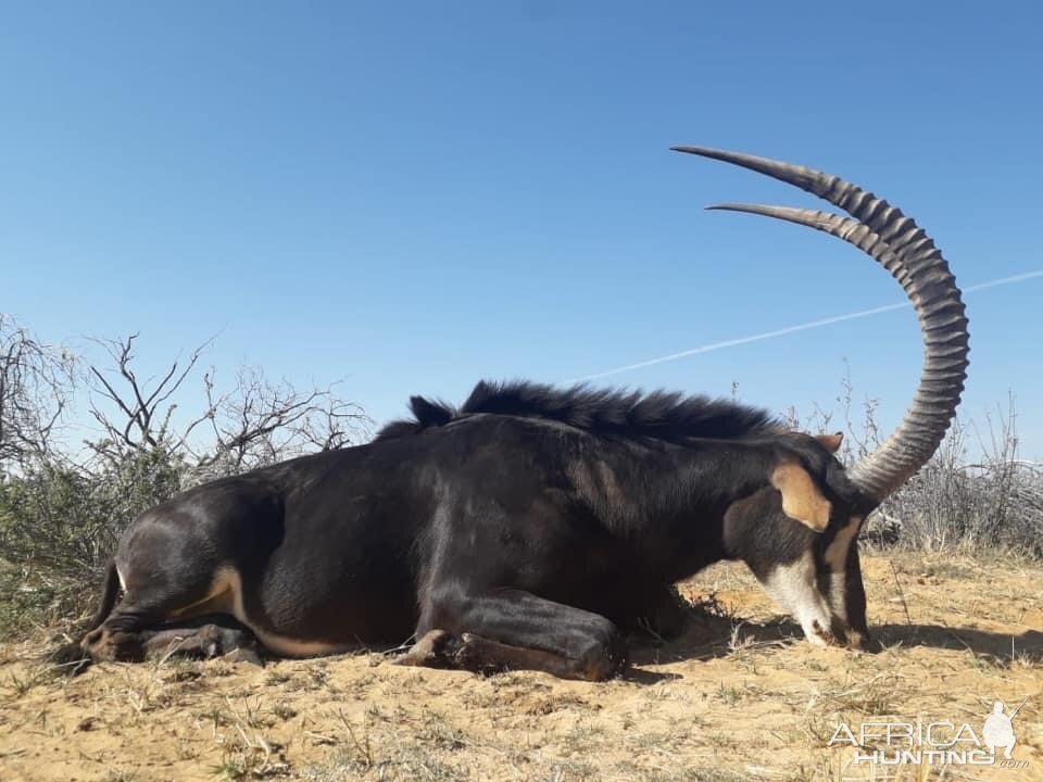 Sable Hunting South Africa