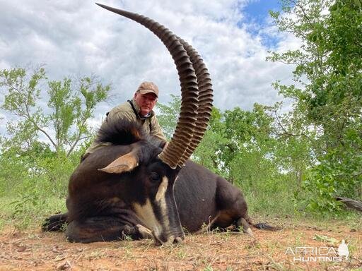 Sable Hunting South Africa