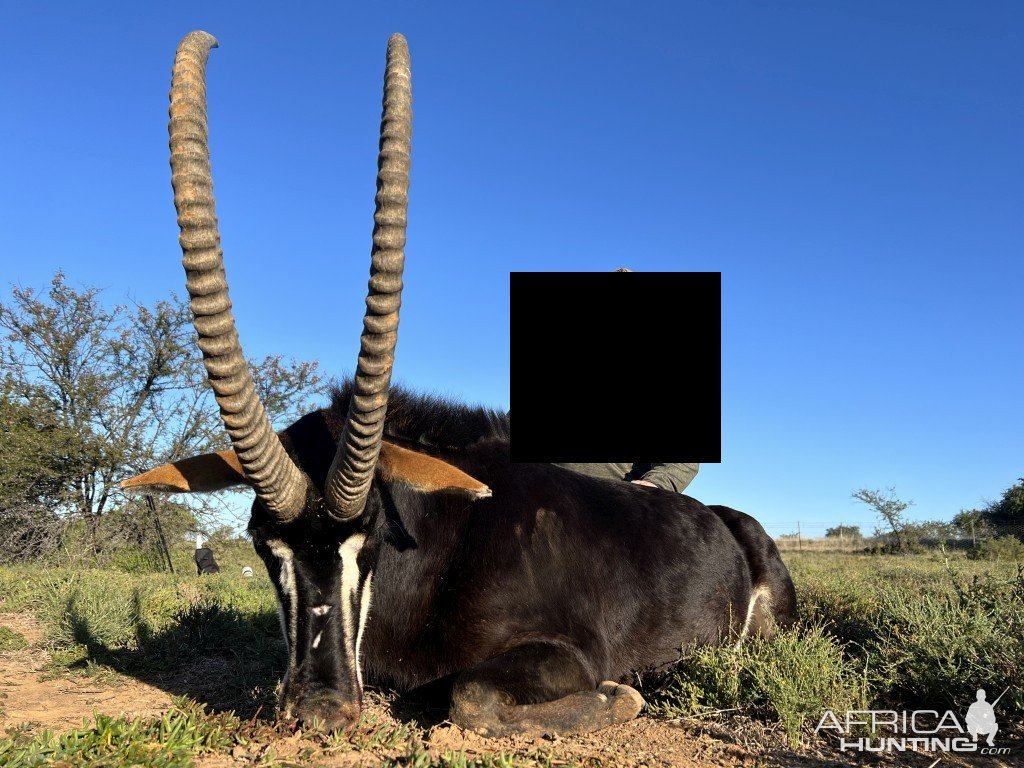 Sable Hunting South Africa