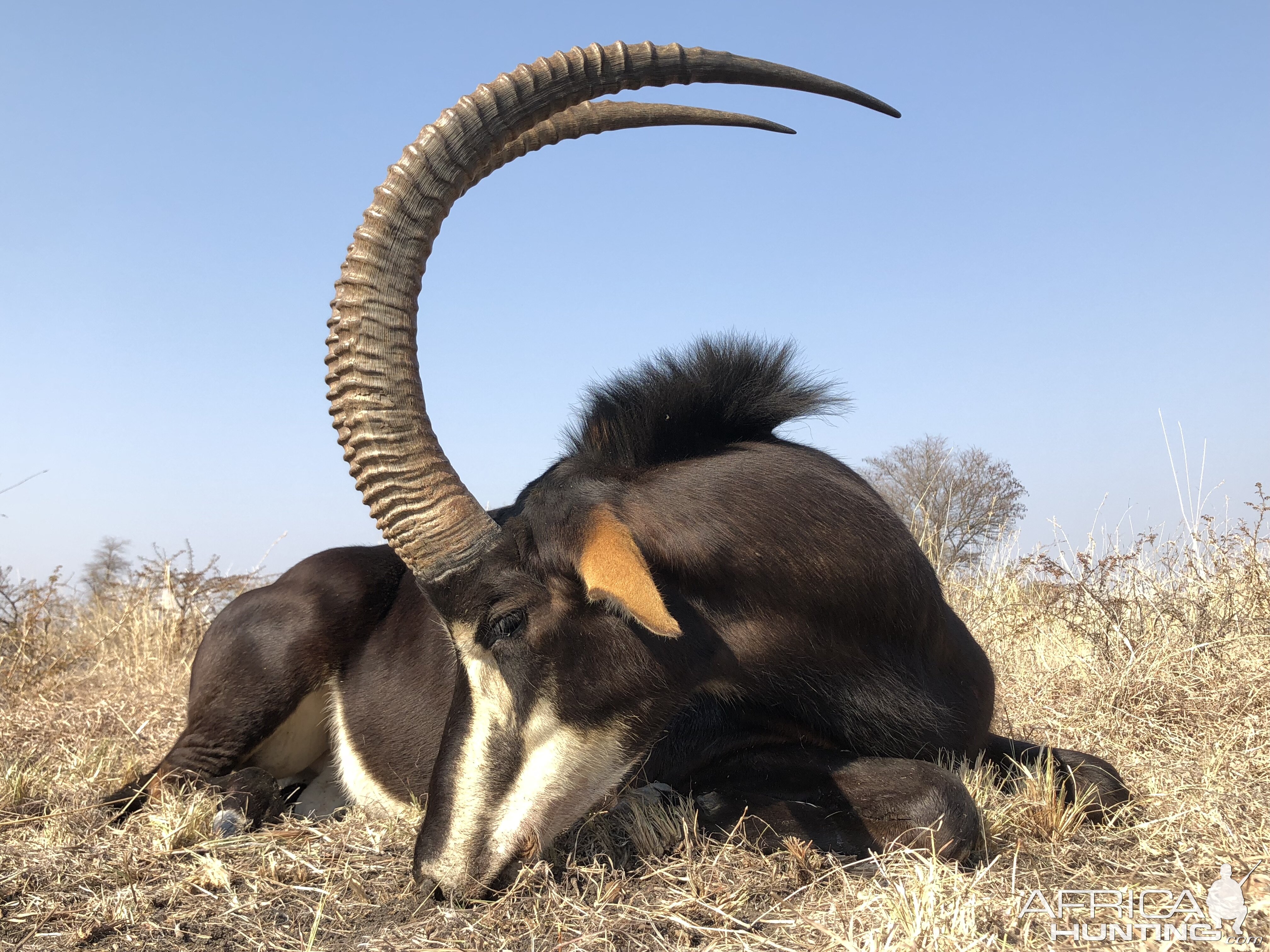 African sable horns