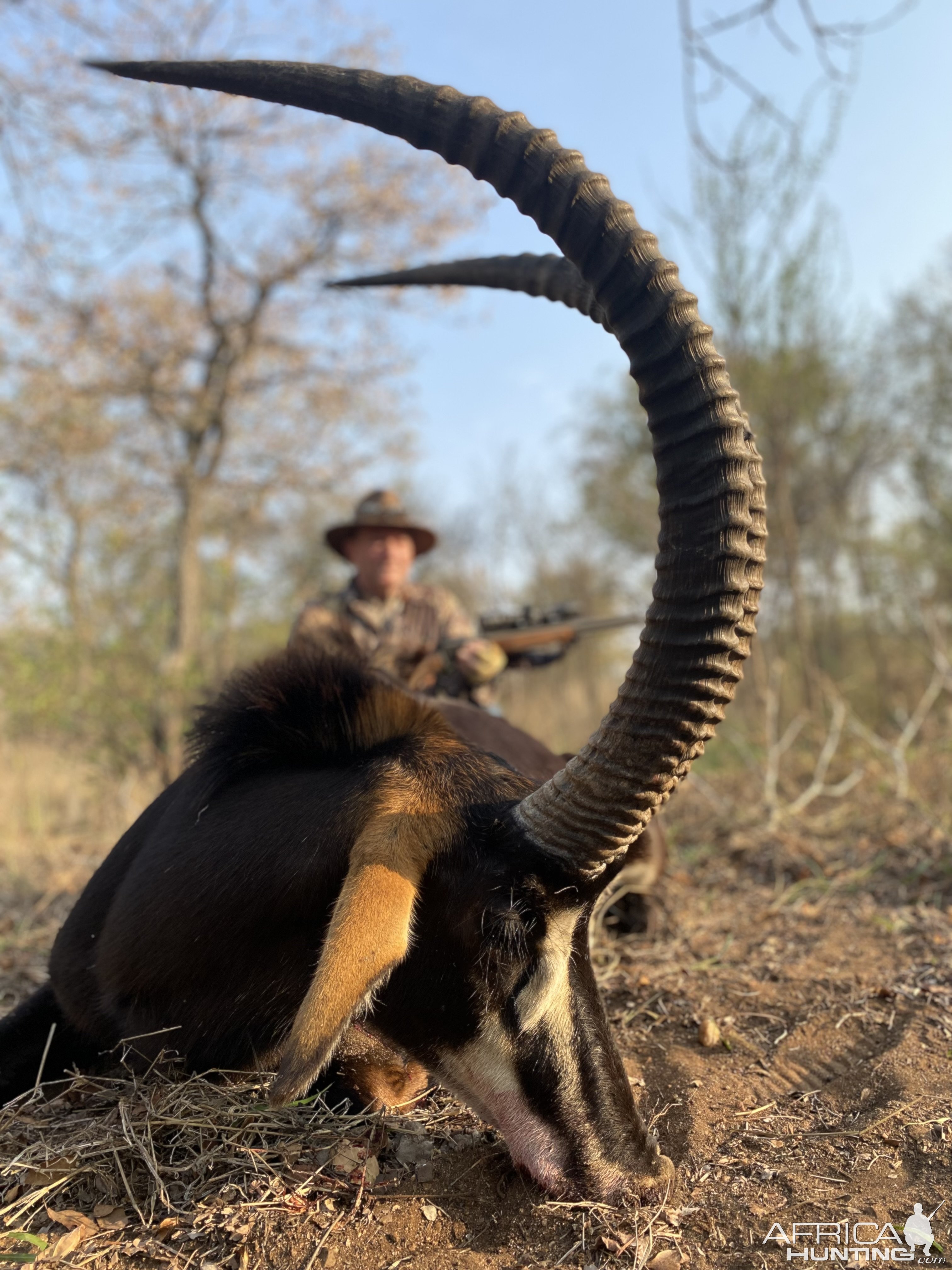 Sable hunting with DERIAN KOEKEMOER SAFARIS