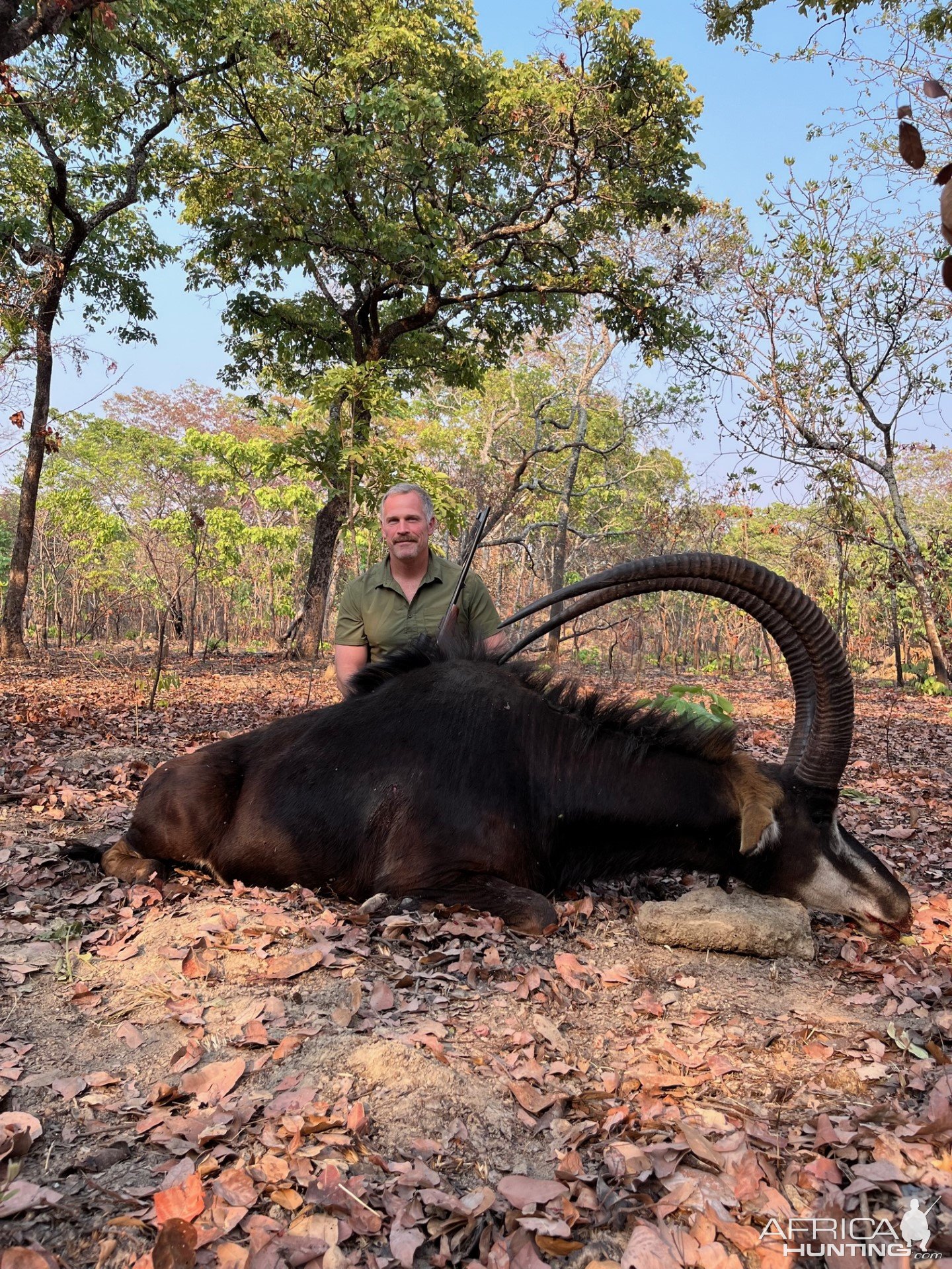 Sable Hunting Zambia