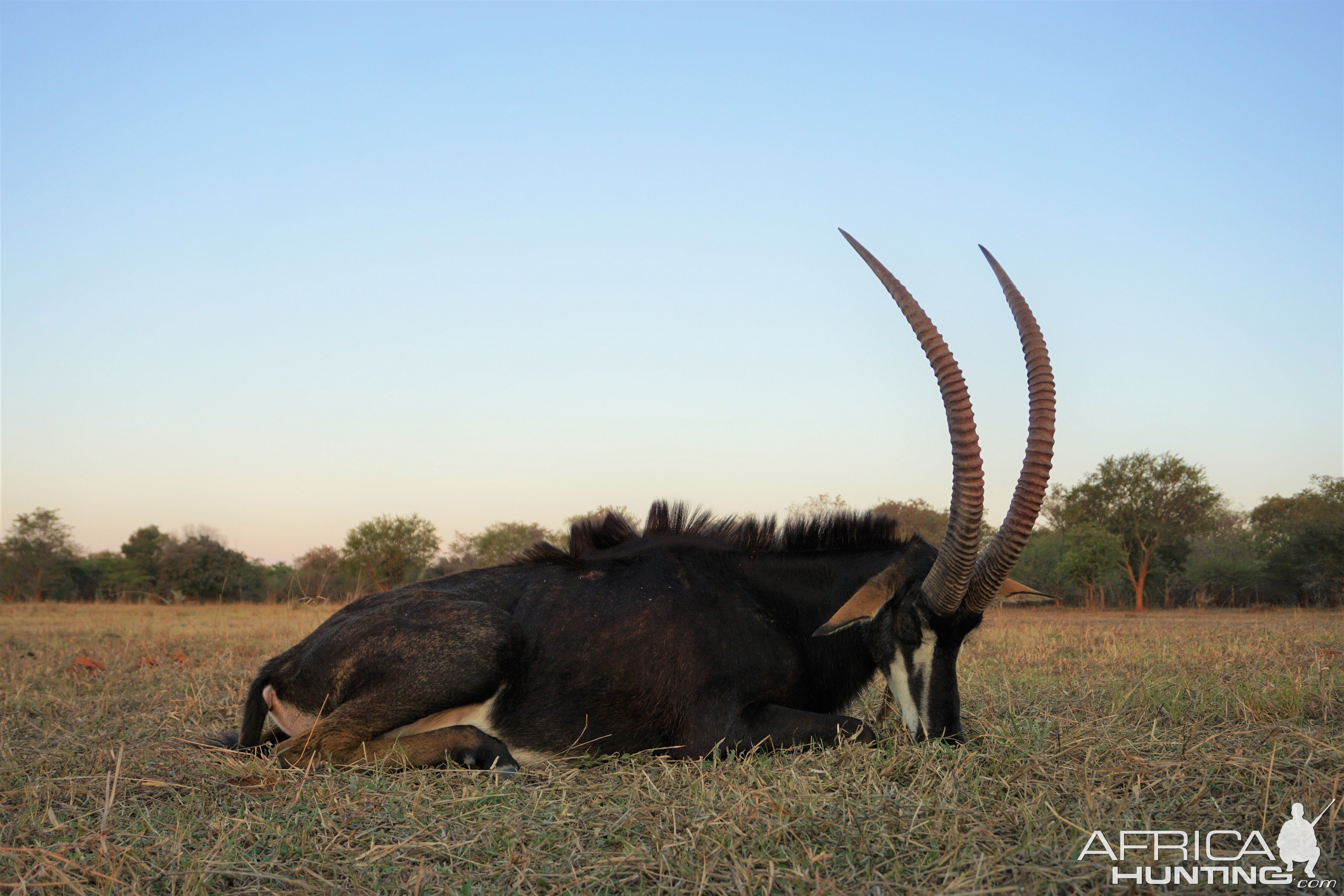 Sable Hunting Zambia