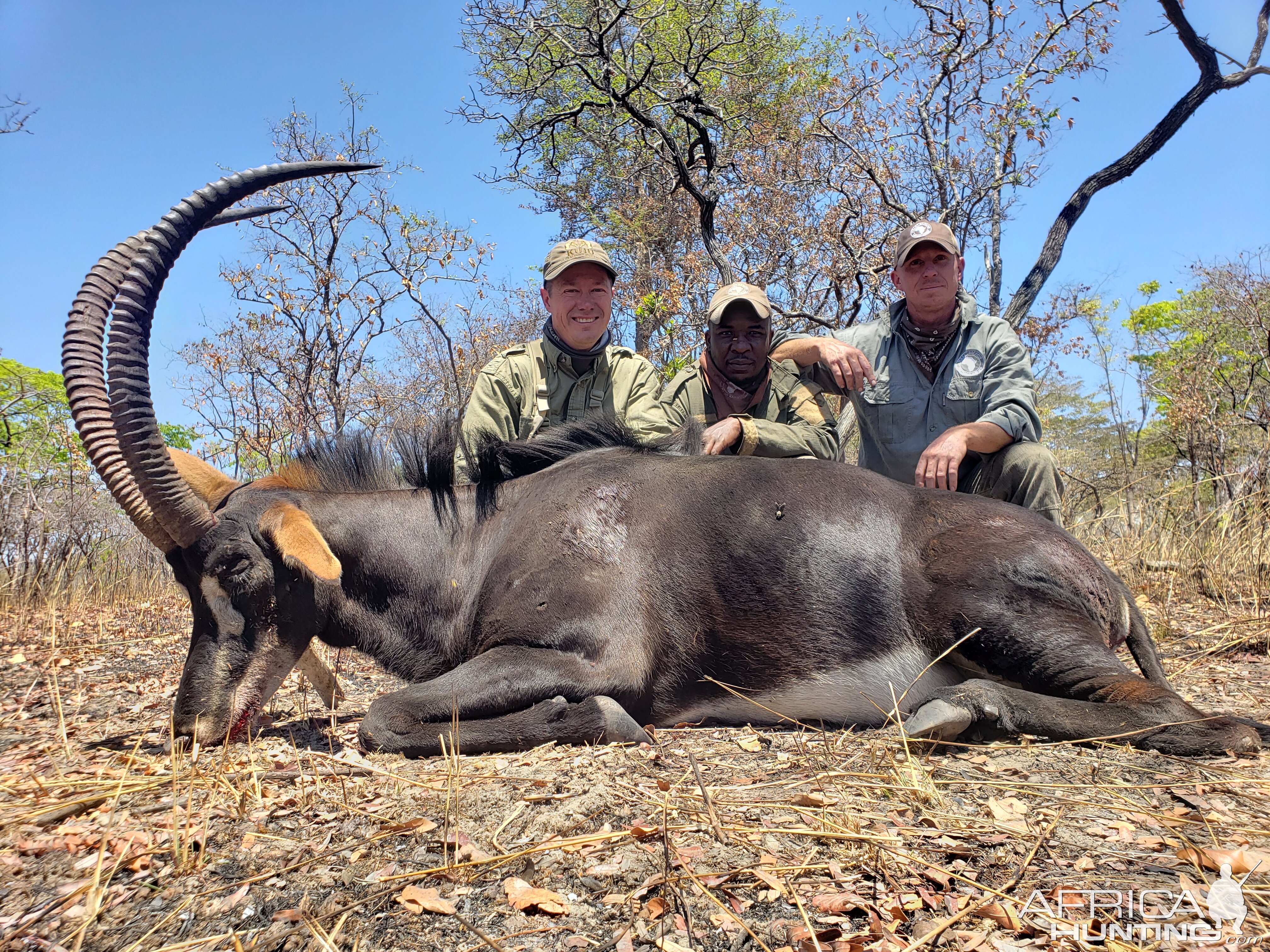 Sable Hunting