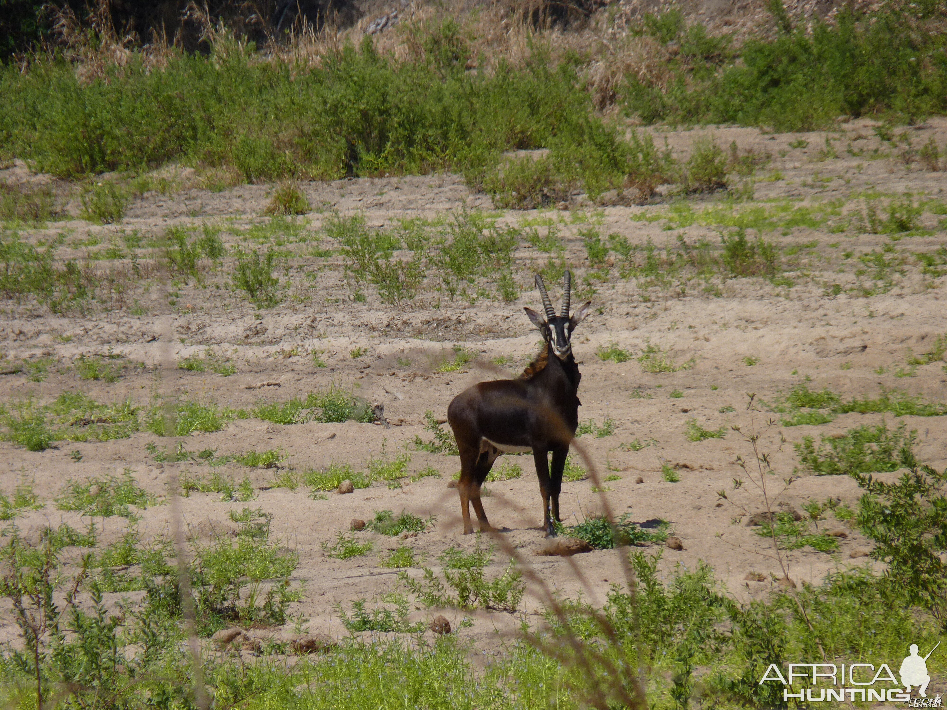 Sable in Tanzania