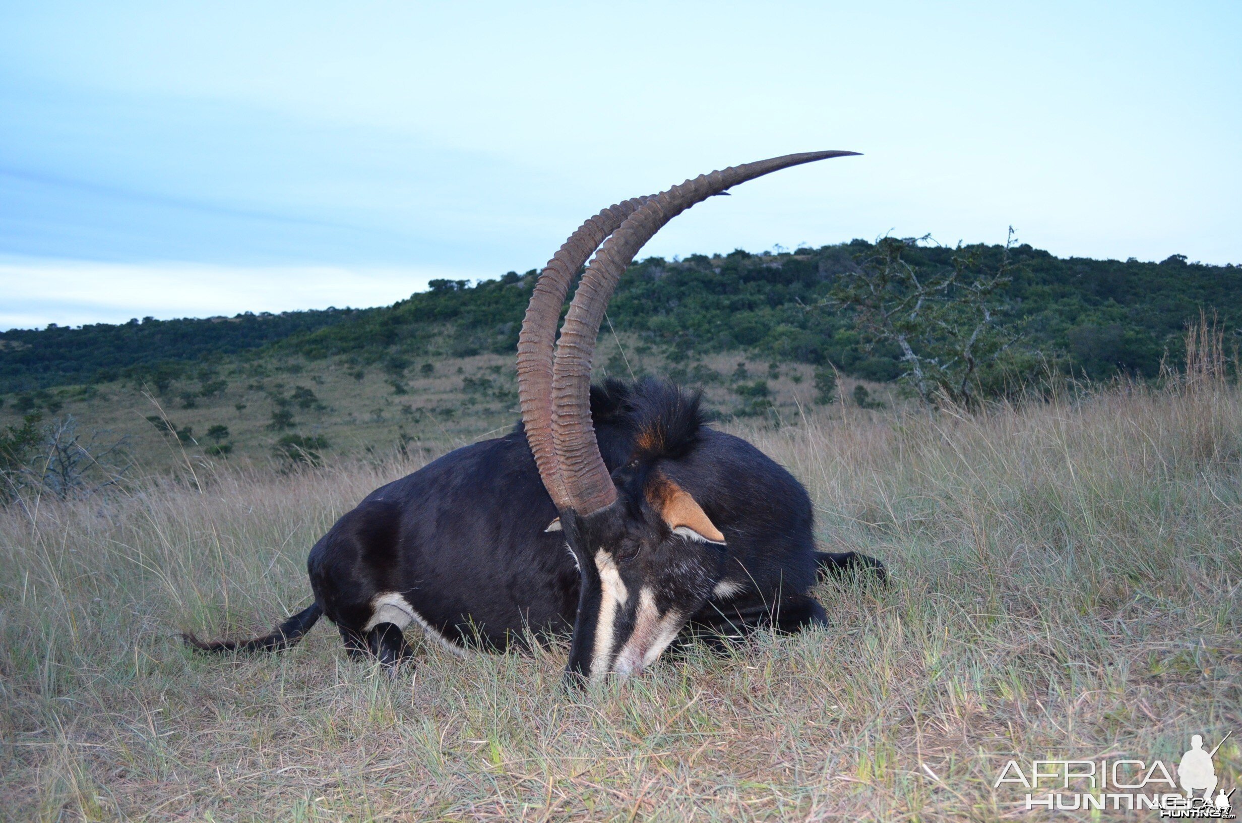 Sable KMG Hunting Safaris