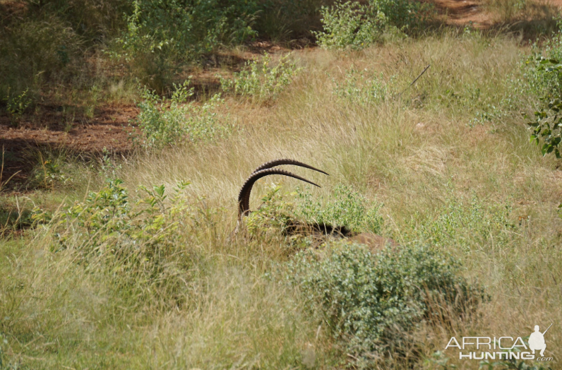 Sable Limpopo Wildlife South Africa