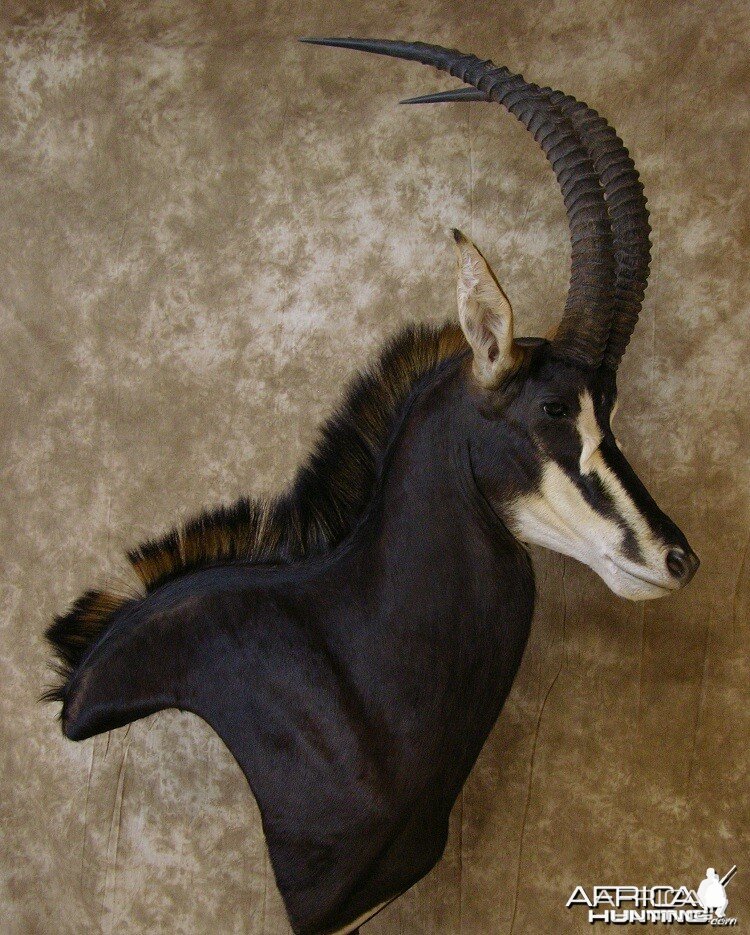 Sable Mount by The Artistry of Wildlife