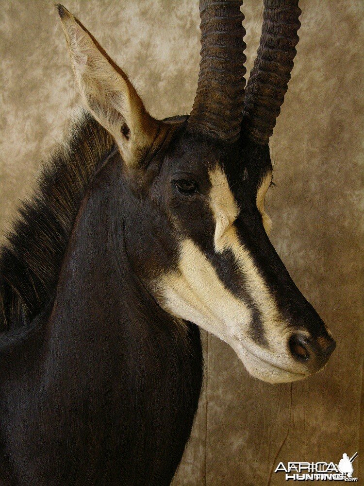 Sable Mount by The Artistry of Wildlife