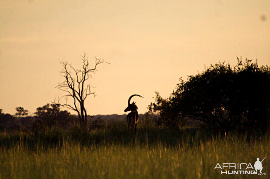 Sable Namibia