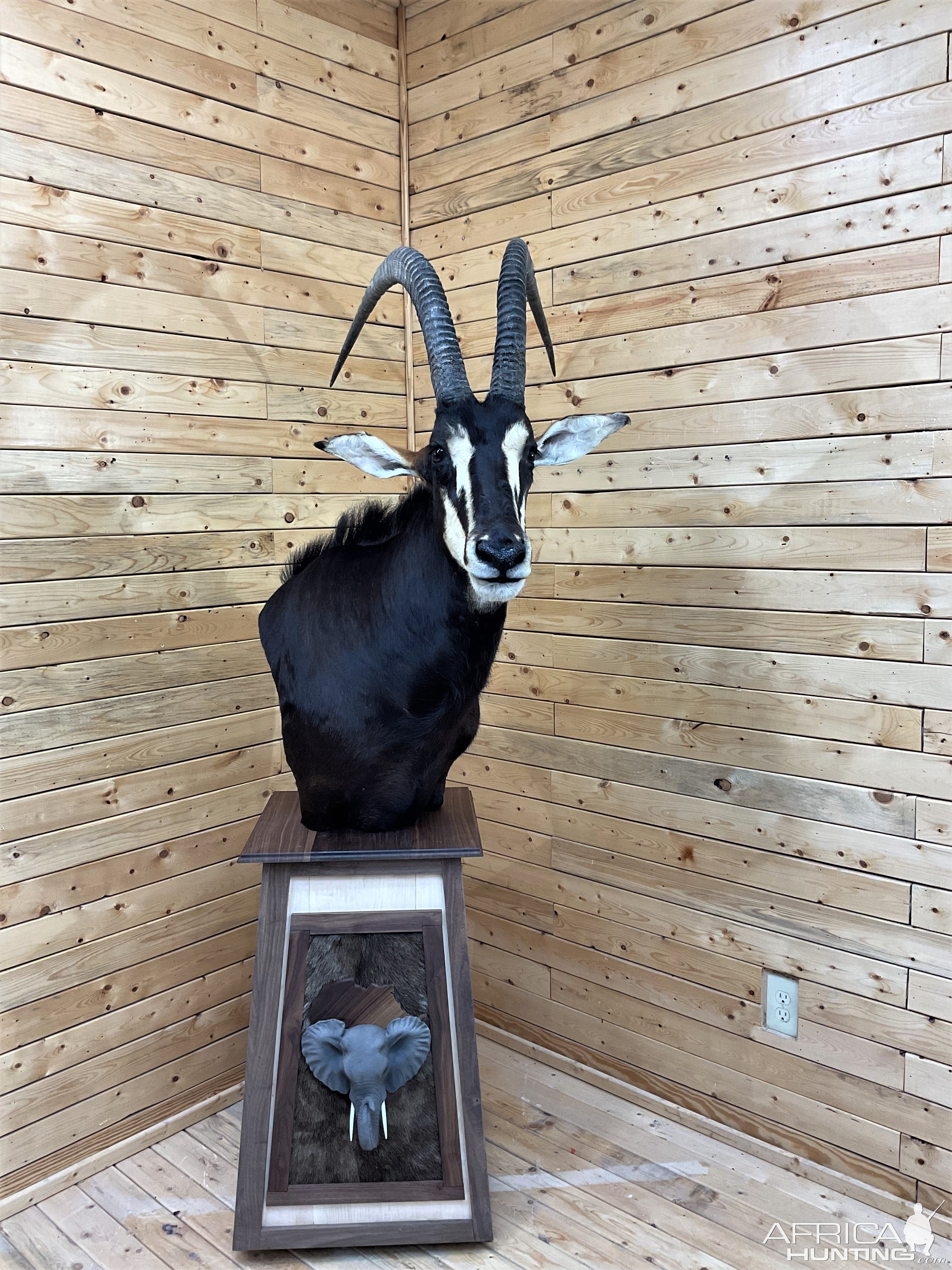 Sable Pedestal Mount Taxidermy