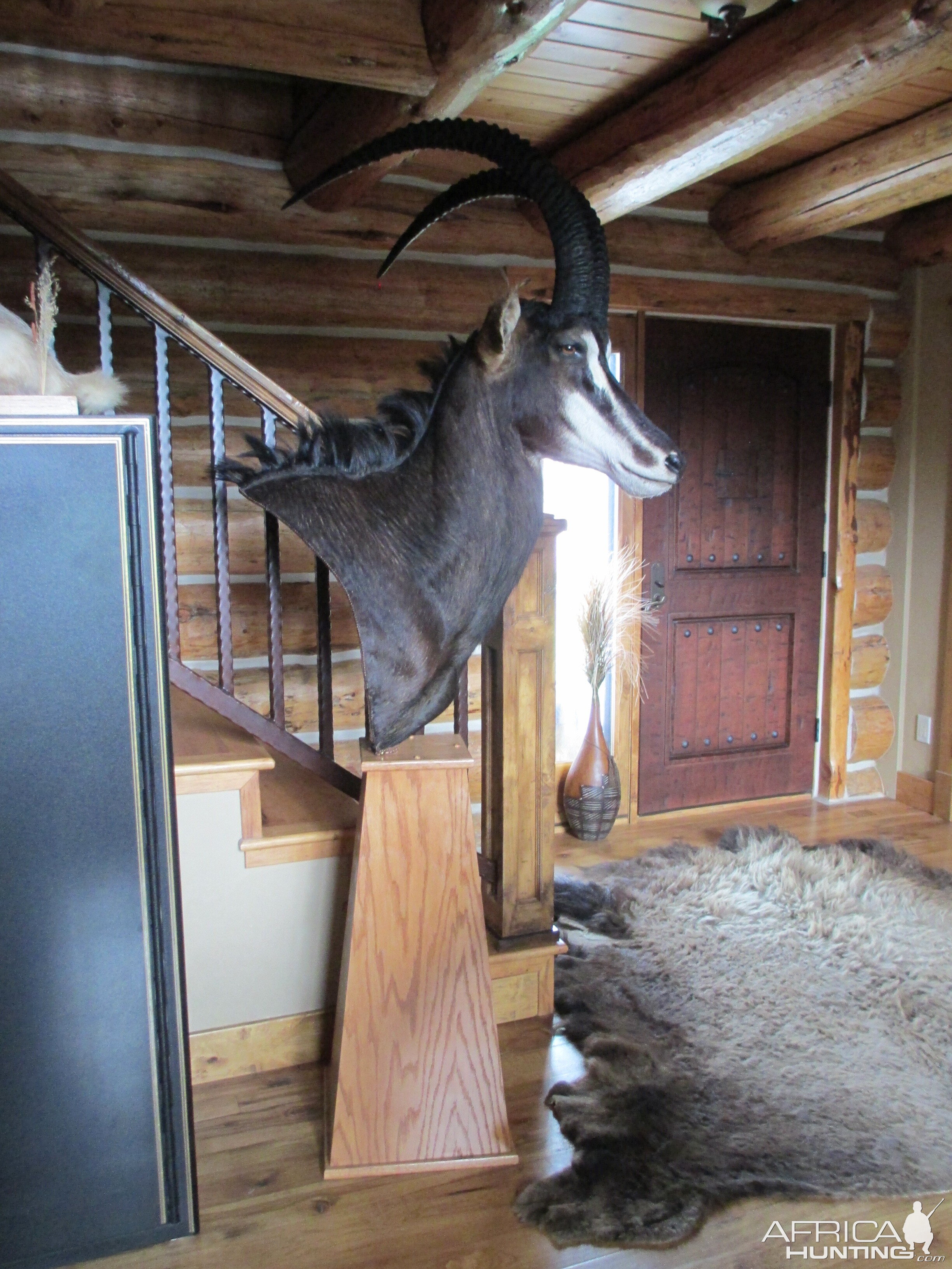 Sable Pedestal Taxidermy