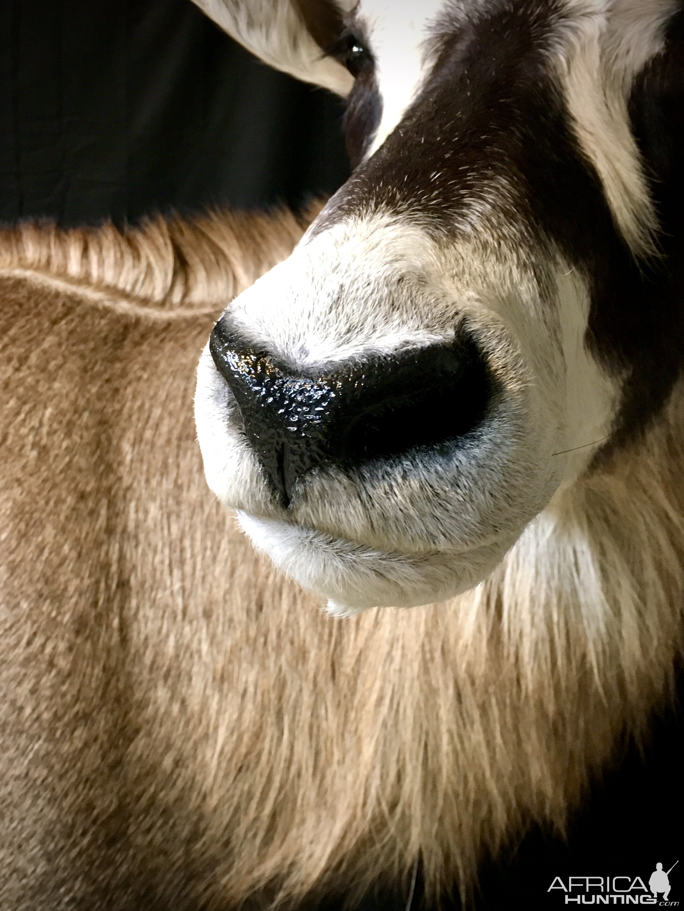 Sable, Roan & Honey Badger Pedestal Mount Taxidermy Up Close