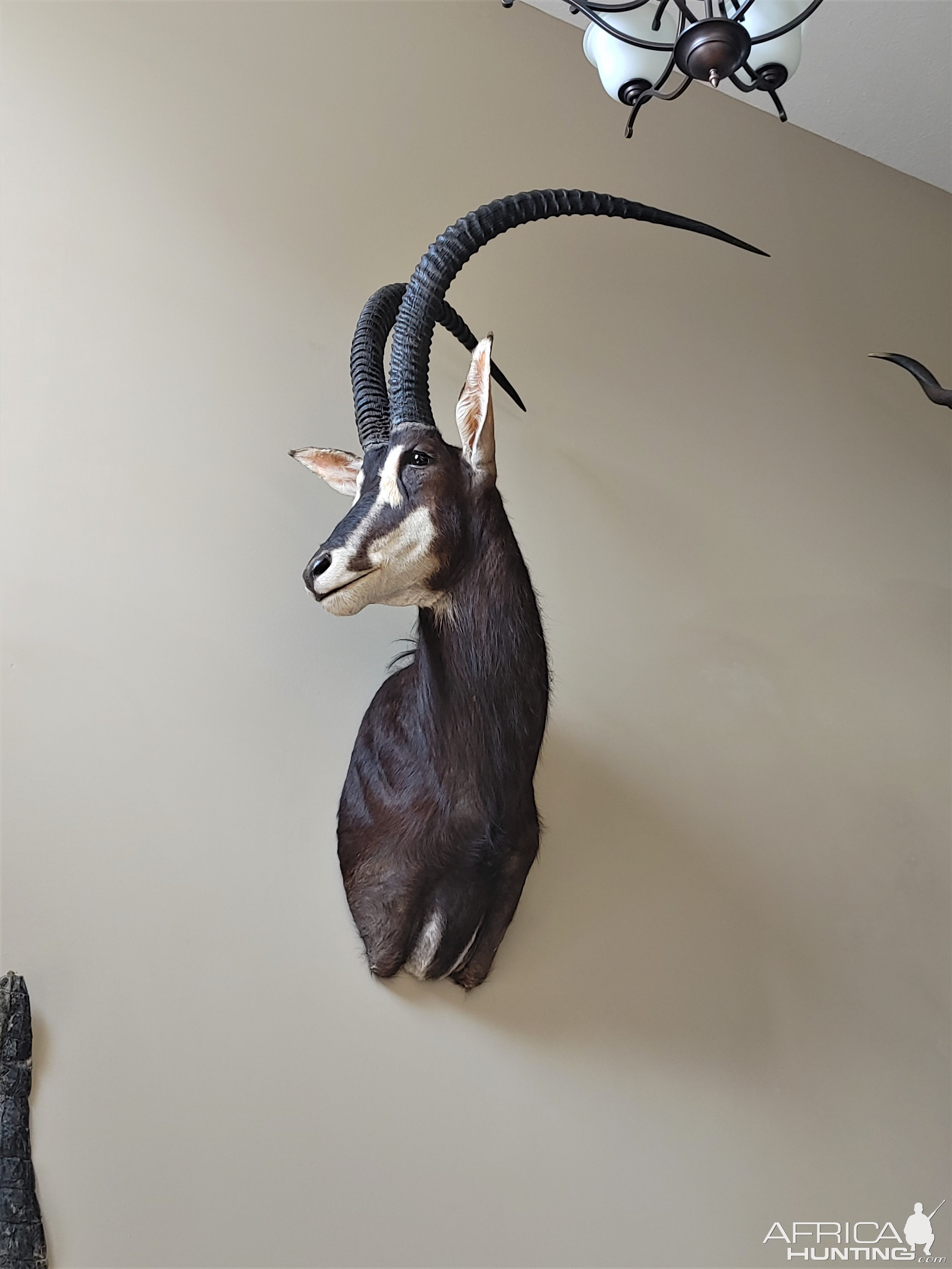 Sable Shoulder Mount Taxidermy