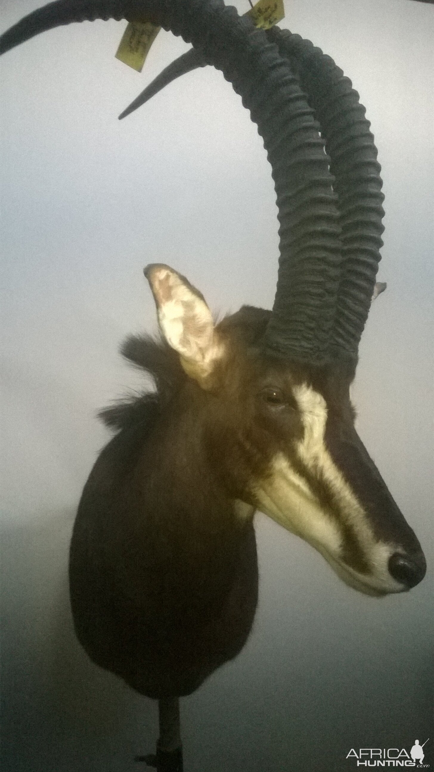 Sable Shoulder Mount Taxidermy