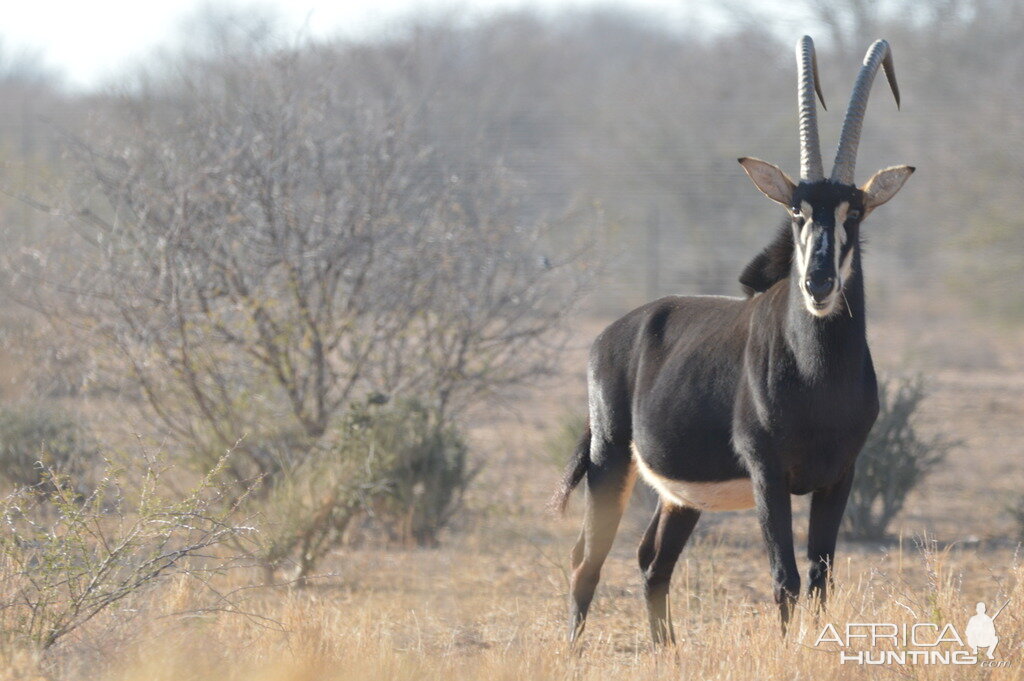 Sable South Africa