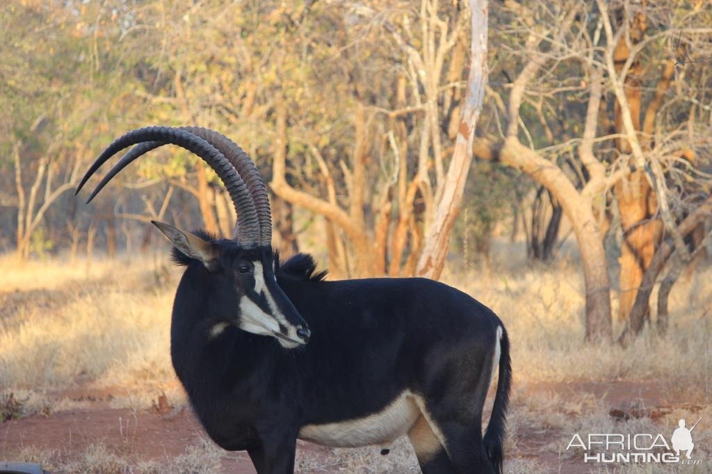 Sable South Africa