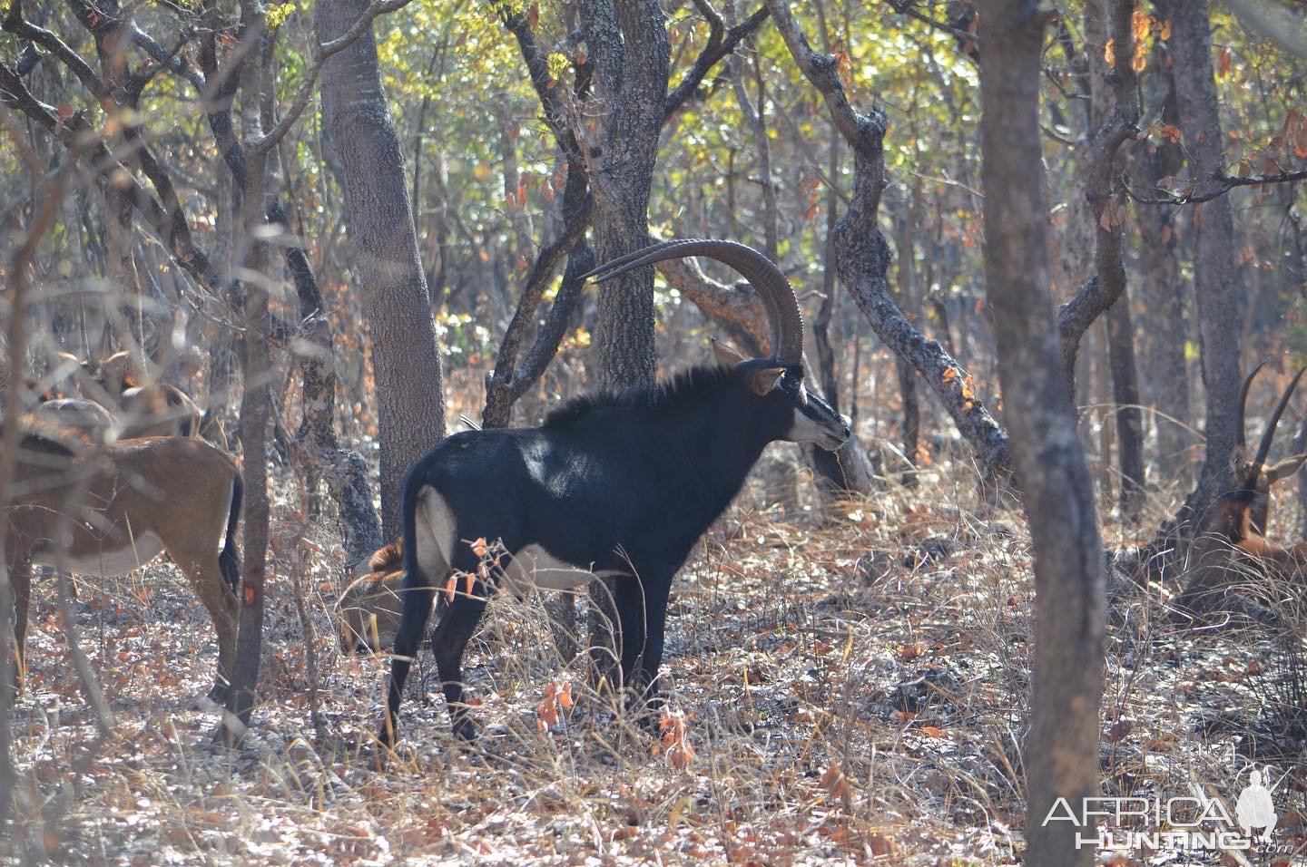 Sable Takeri Reserve Zambia